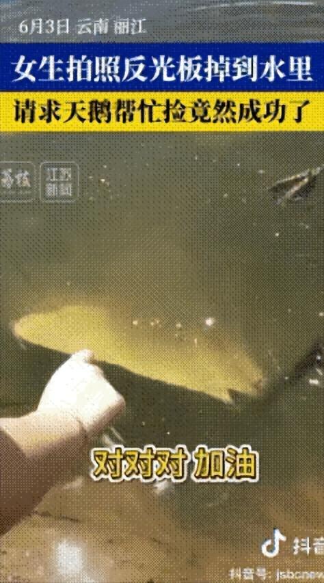 “太有灵性了！”云南丽江黑龙潭景区几名女生在湖边拍照时，不小心将拍照用的反光板掉