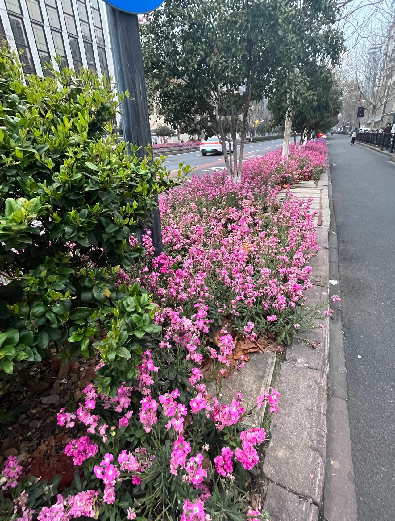 杭州的绿化带是真好看 ​​​