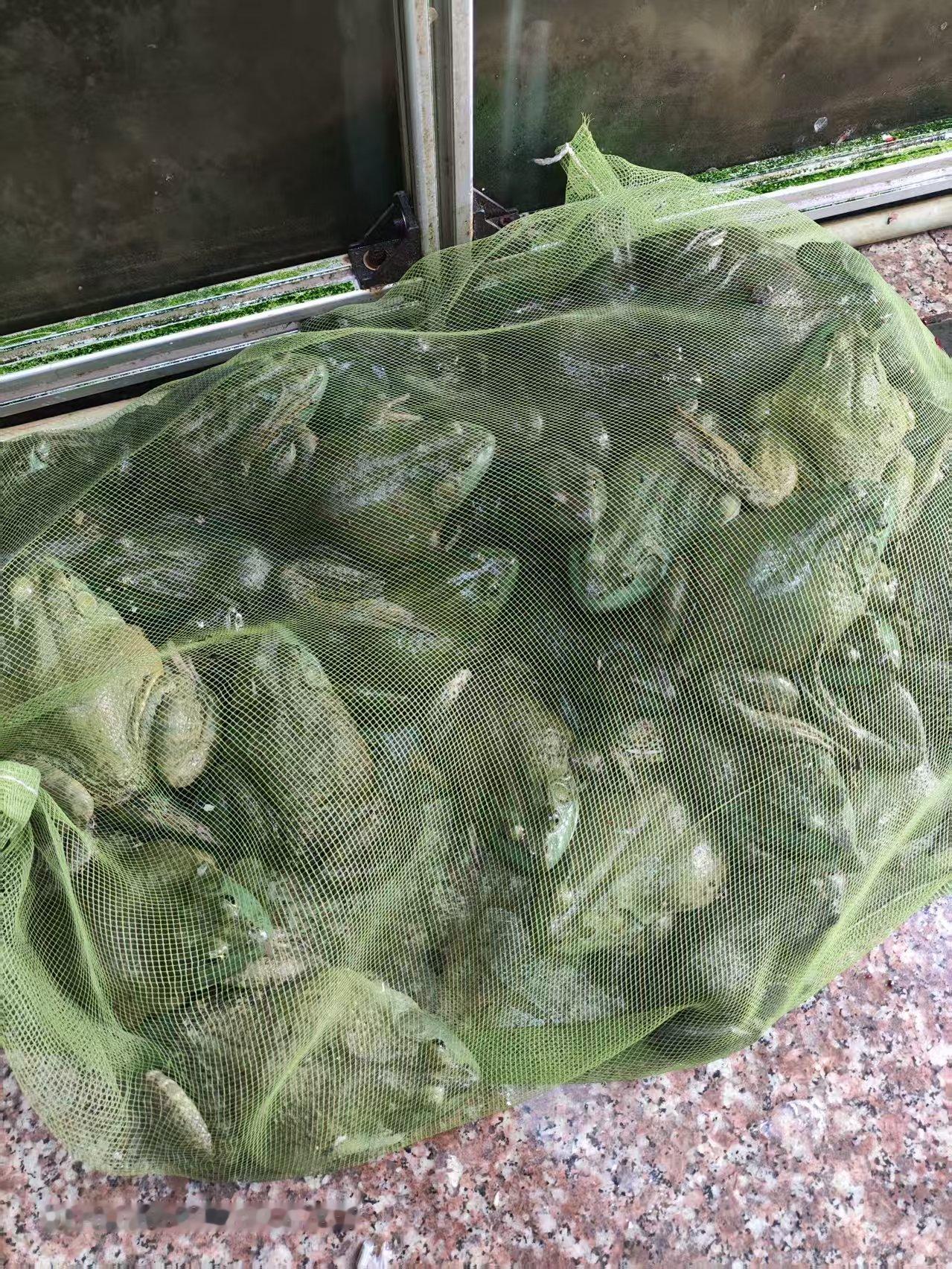 有认识这网袋里是什么东西吗？

说实话，虽说不少人把它视作难得的特色美味，赞誉肉