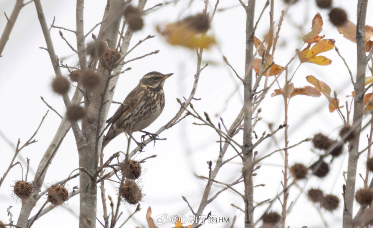 浙江省内发现首例白眉歌鸫 近日，研究人员在宁波奉化仁湖文化公园开展鸟类监测时，发