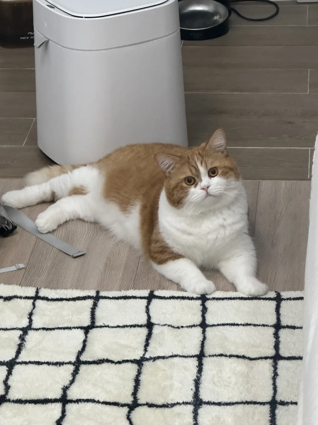 你见过这只小猫吗？