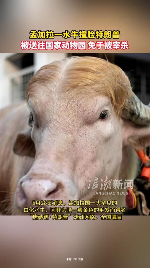 “长得好真能救命！”5月28日报道，孟加拉国，一头水牛被准备在宰牲节期间杀掉，成
