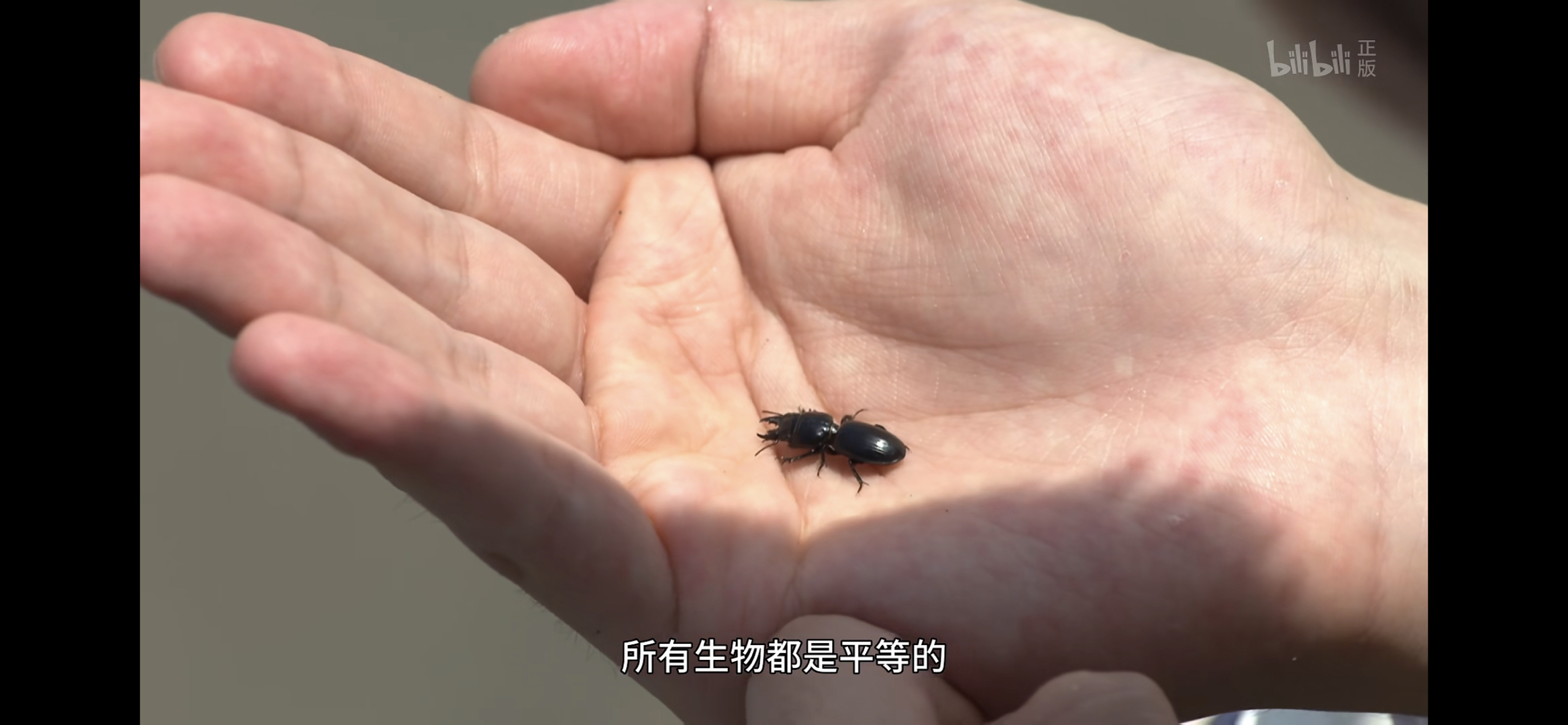 “所有生物都是平等的” ——《龙樱2》  