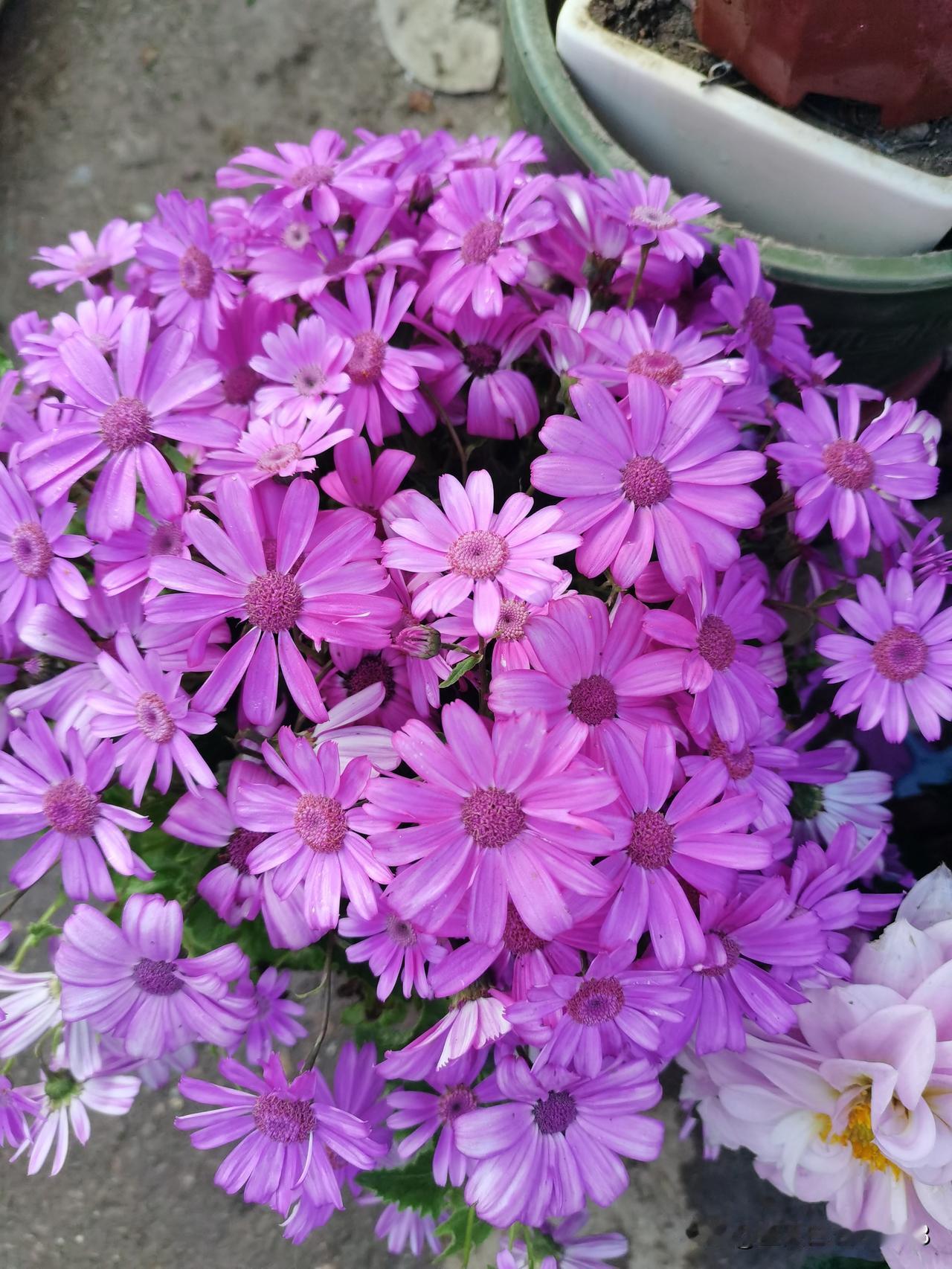 你们有没有做过恶梦？我有一段时间天天做同一个恶梦，就是在睡梦中我听到一阵铃声，铃