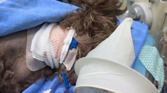 狗中毒险丧命❗️郑州瑞辰派德🏥血透救回一命