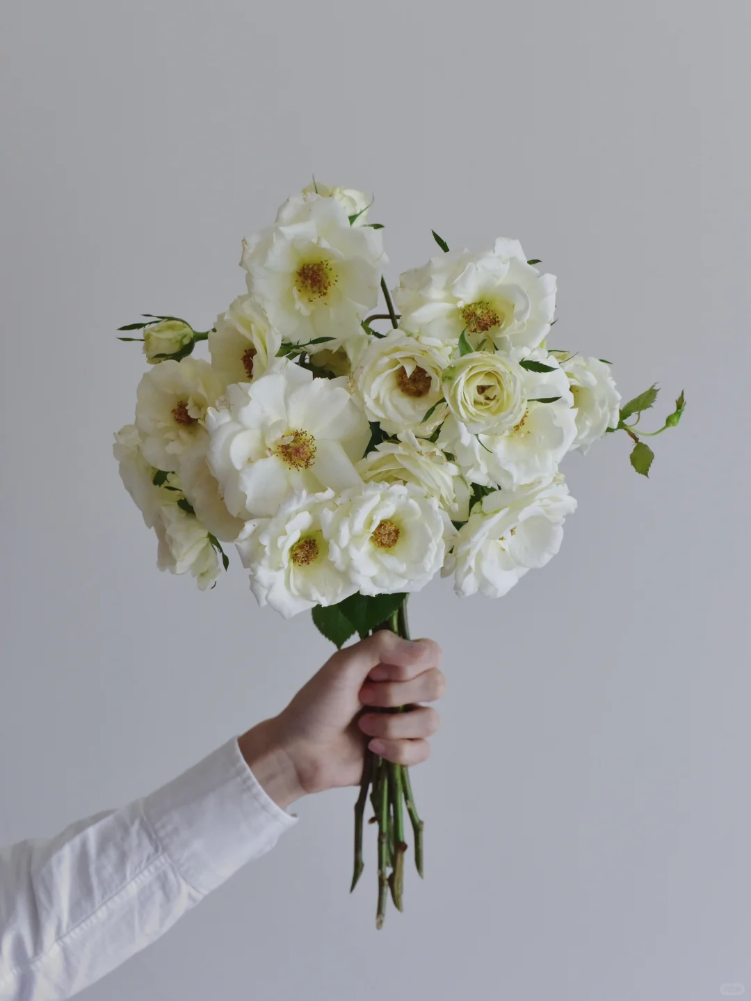 月季·导师之花