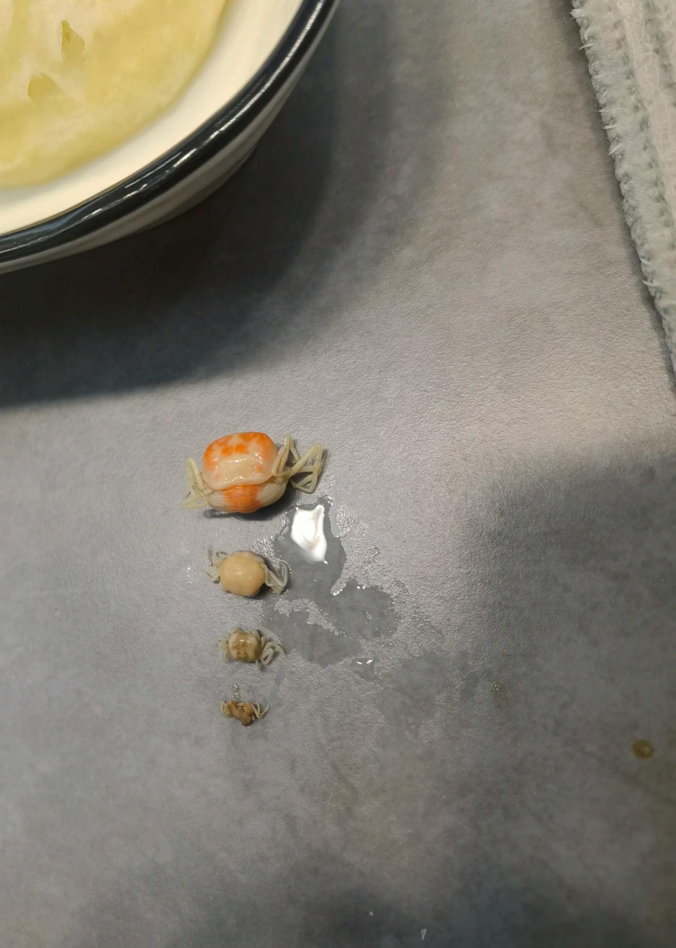 女生撬开生蚝发现小螃蟹“已经被煮熟了，然后也没忍心吃”蚝里蟹哈哈哈哈[允悲][允