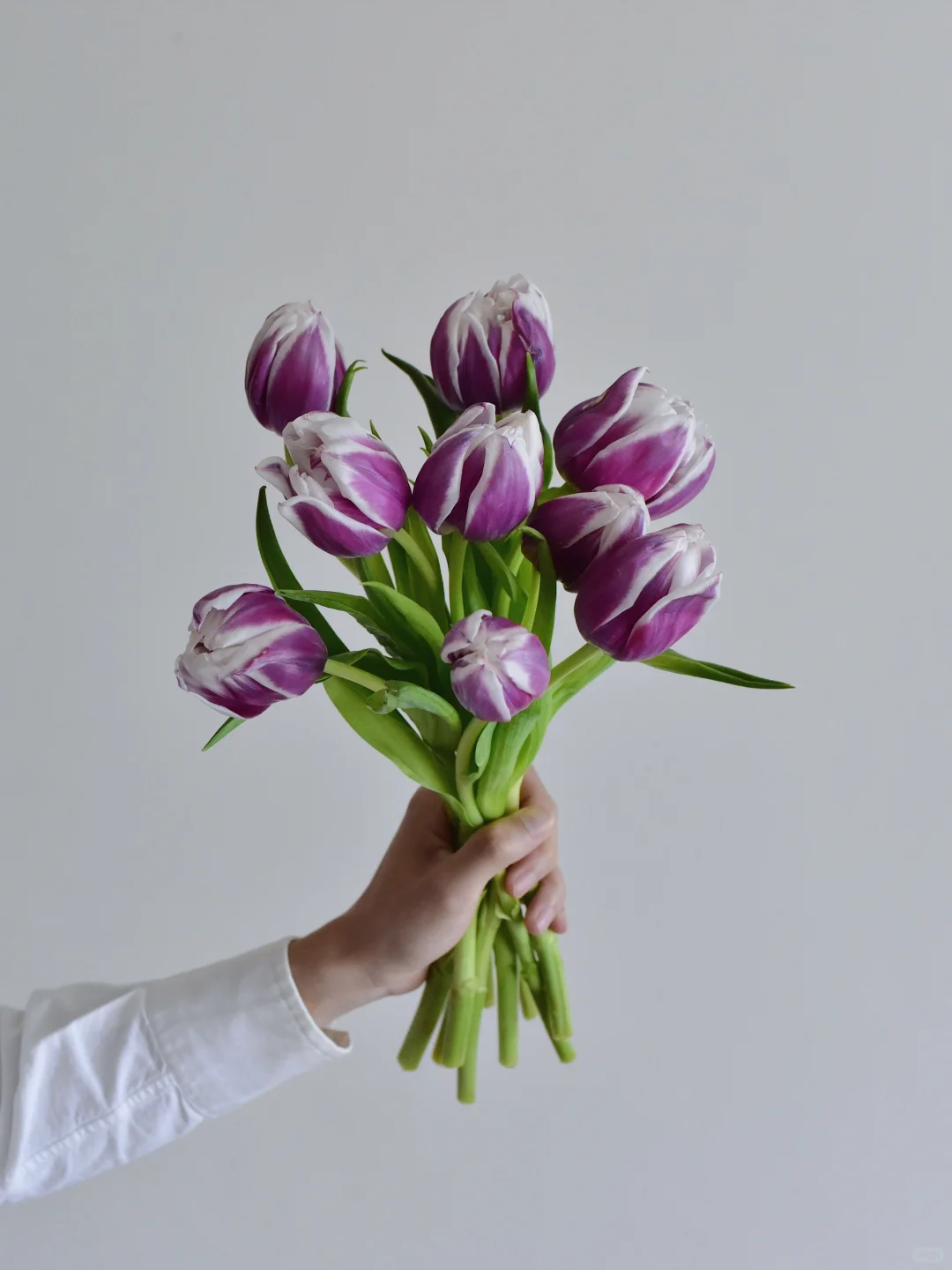 荷兰郁金香·Valeska