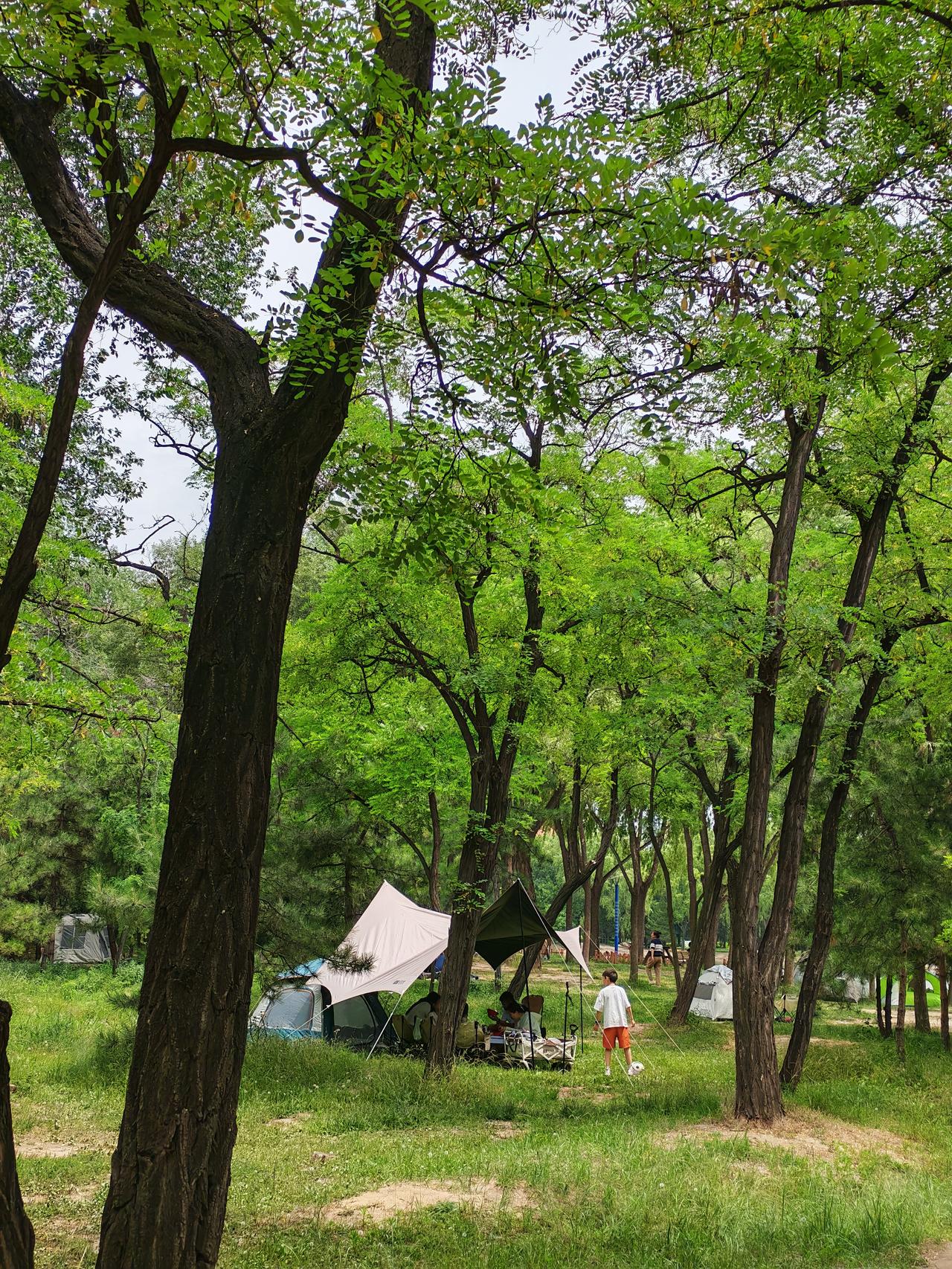 太原森林公园，露营野餐的游人很多，是一处闹中取静消暑纳凉的好地方。