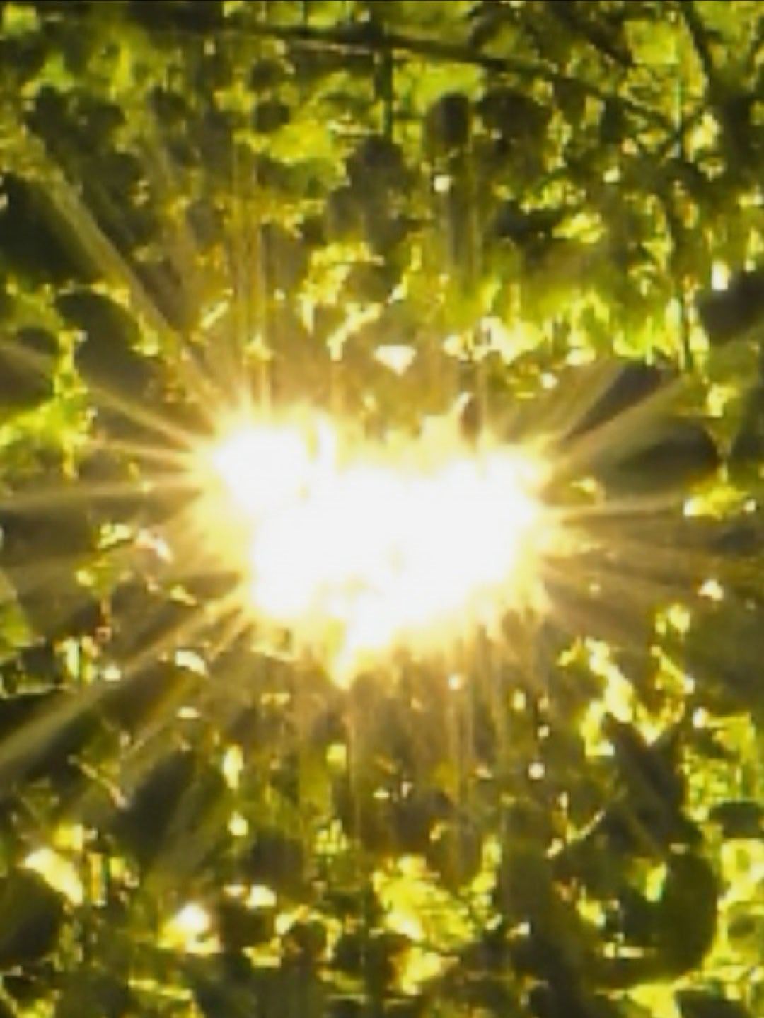 星芒手机主攻线上性价比看网上有人说华为星芒手机的处理器可能是7050，俺觉得得可