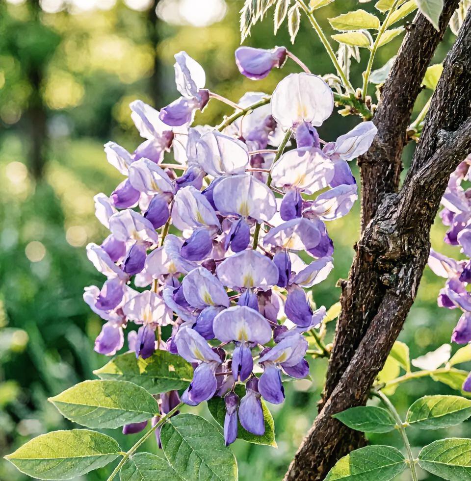 ，什么花都行