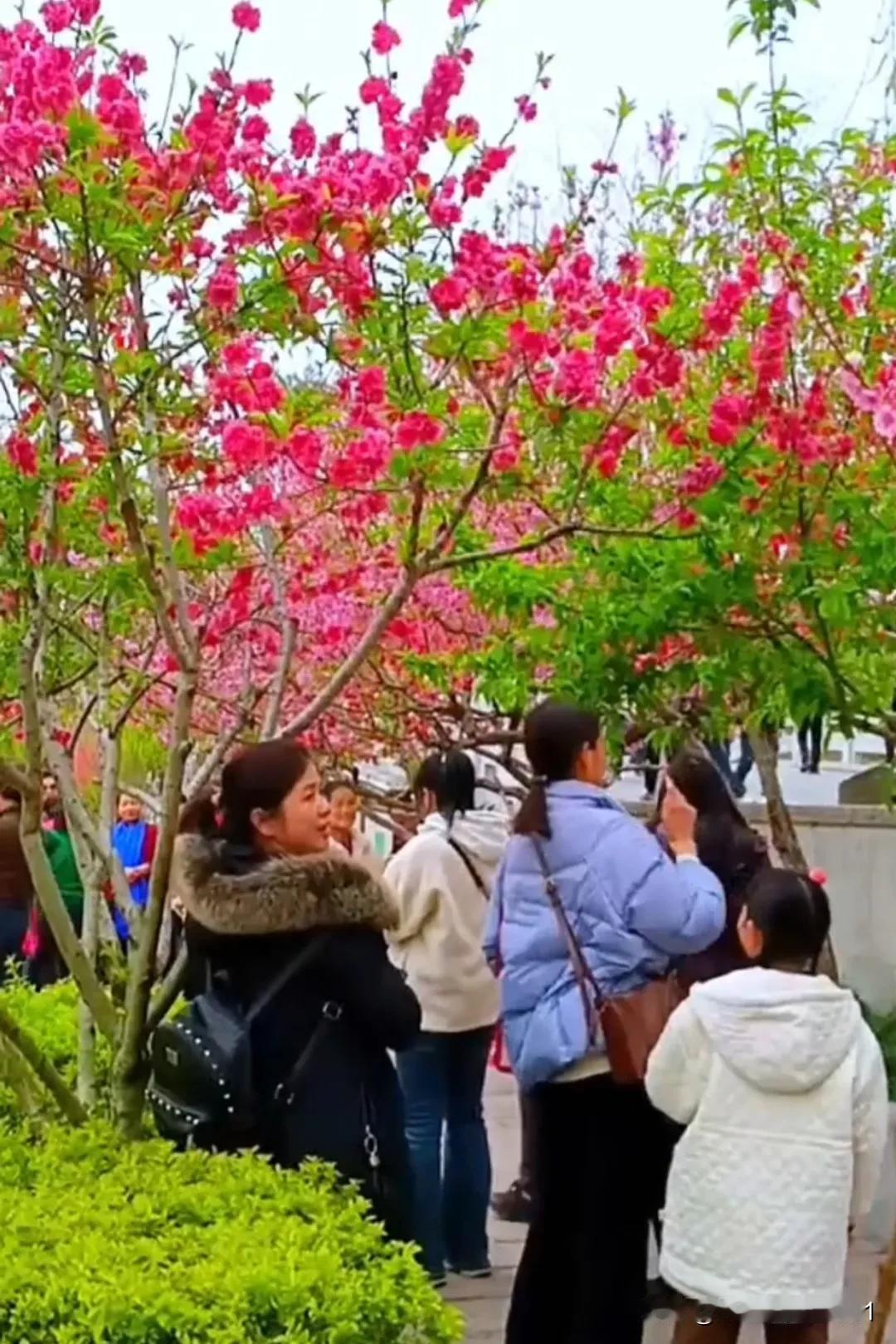 春意盎然，桃花盛开。
花开满枝香，春风拂面来。
桃枝春笺，落墨成诗
 
当第一缕