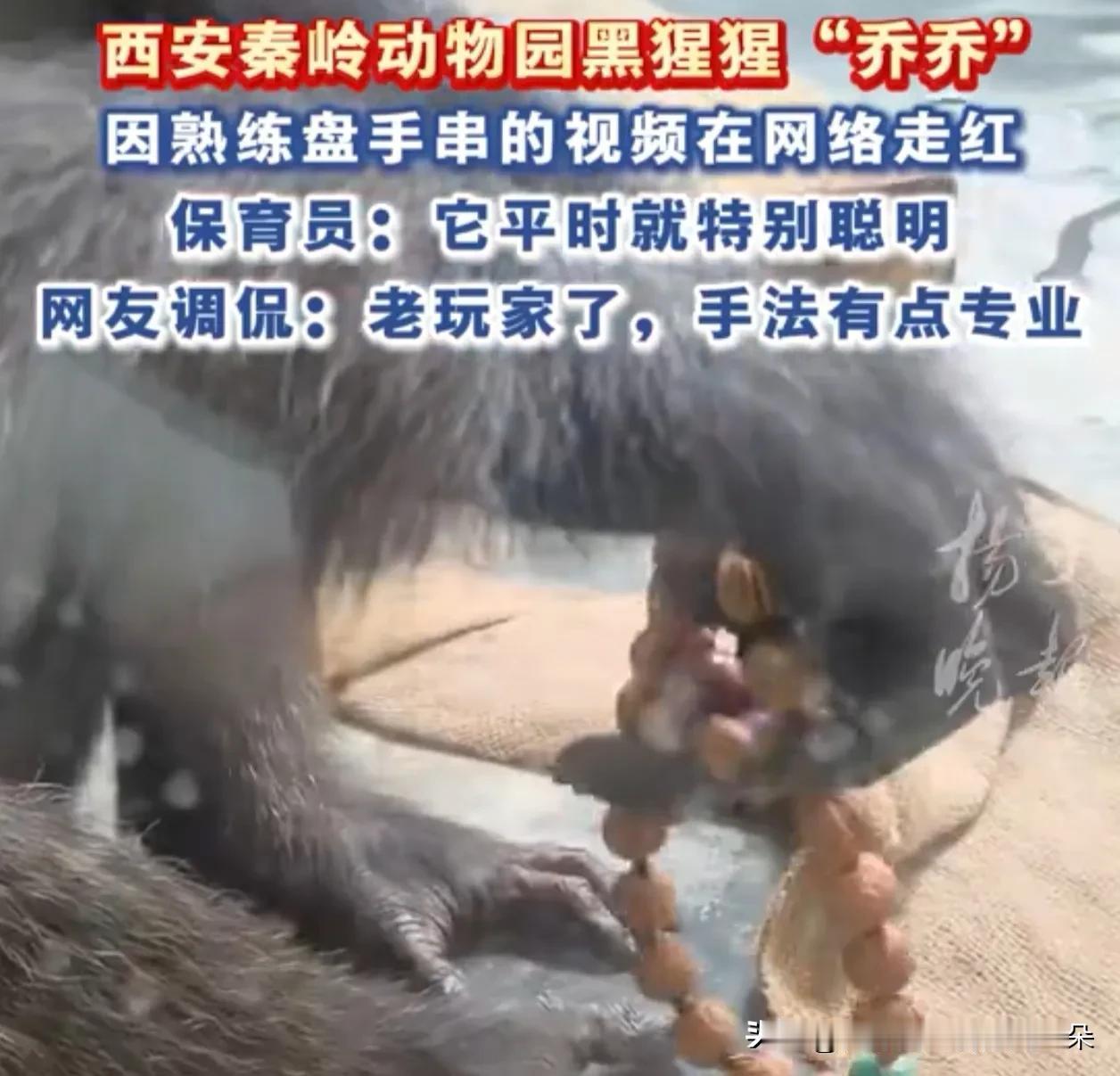 28岁黑猩猩“乔乔”自学盘手串走红网络：手法娴熟如文玩老手，网友直呼“比我还会摸