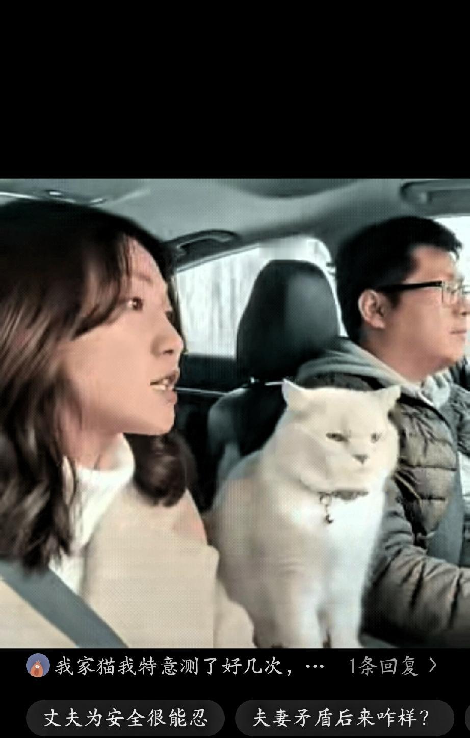 一对夫妻带着猫咪行驶在高速上，不知道发生了什么矛盾？

妻子坐在一旁不停念叨，情