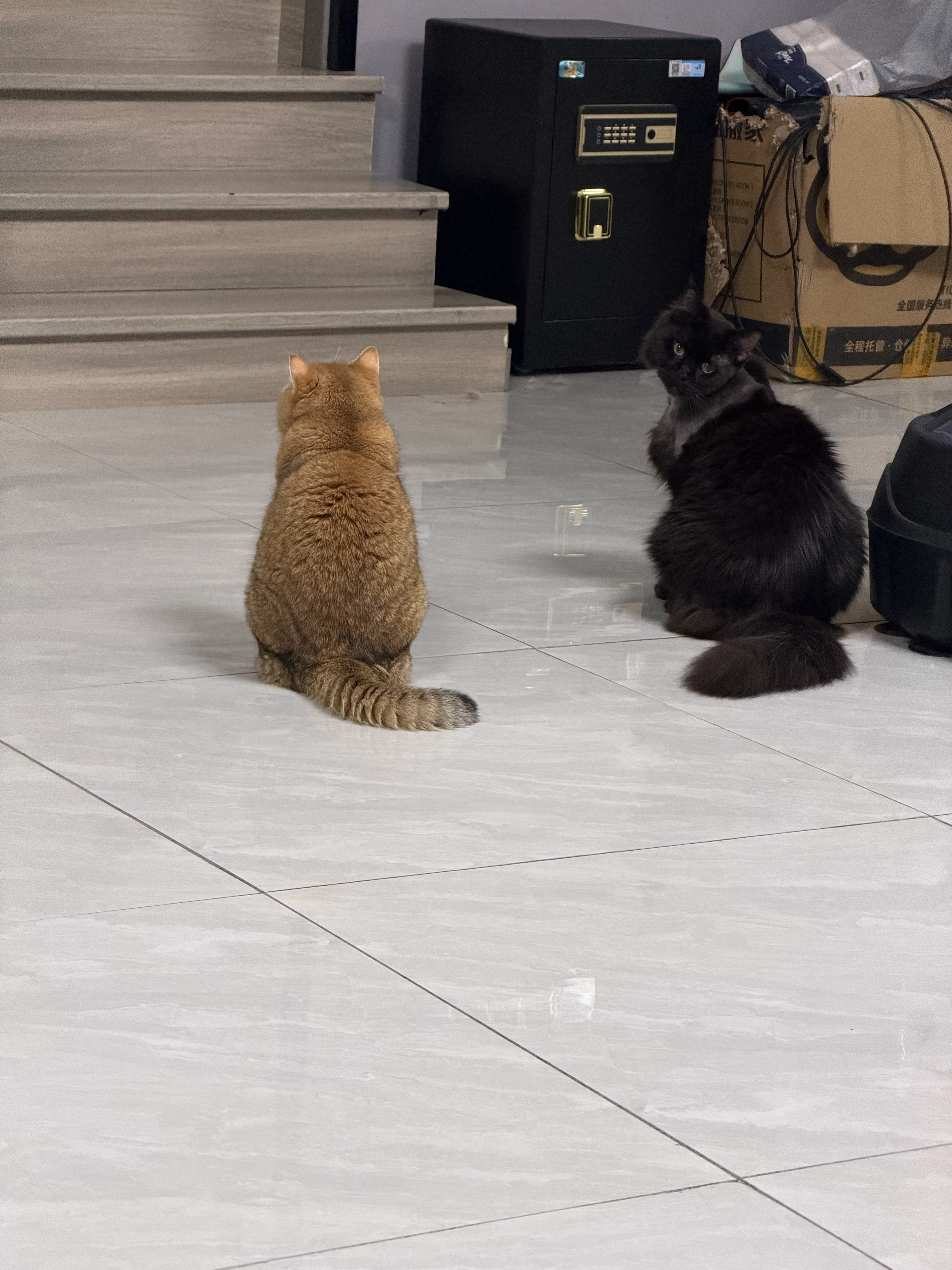 小猪歪头和不歪头有什么区别