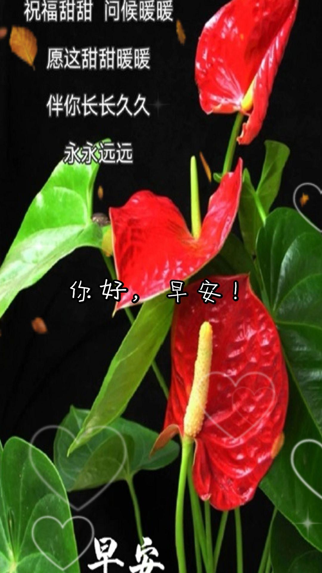 你好，早安！