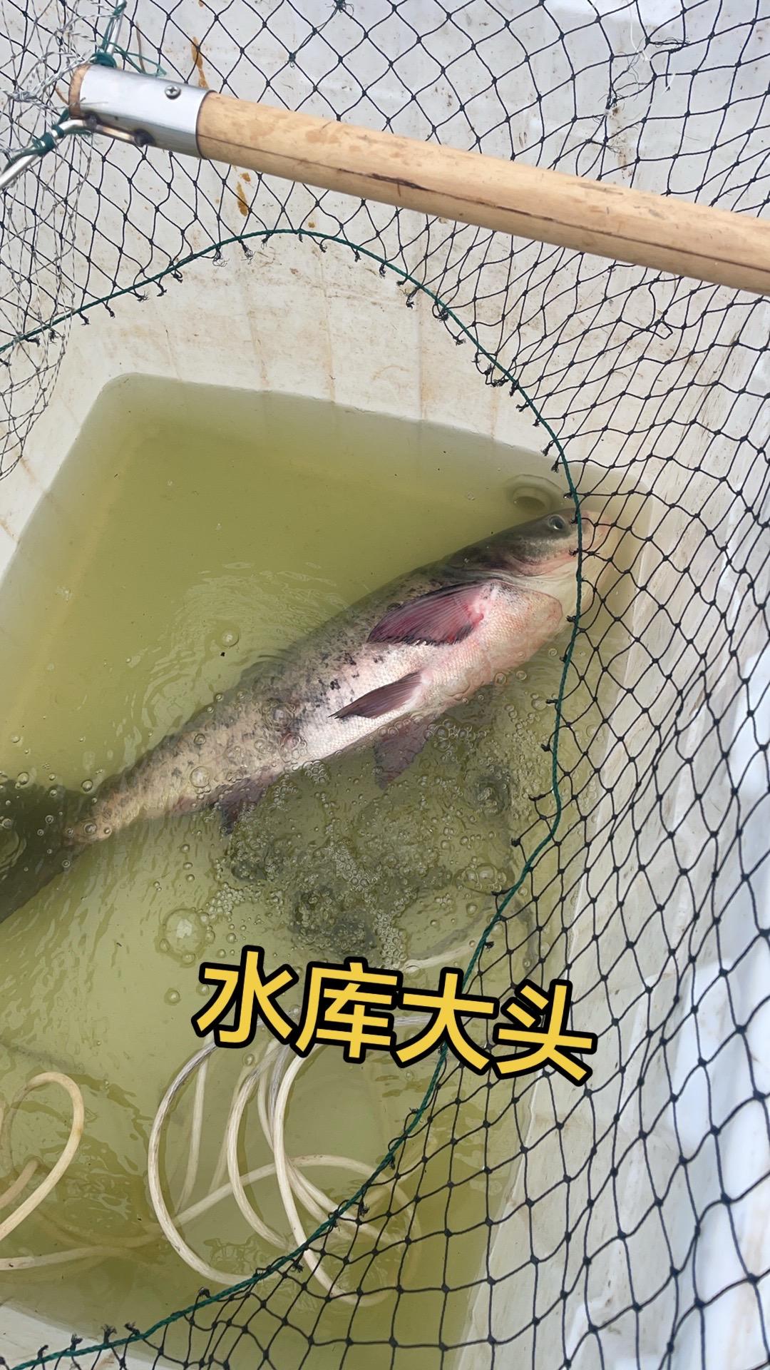 廉江市开发区凯旋豪庭小区路边摆摊