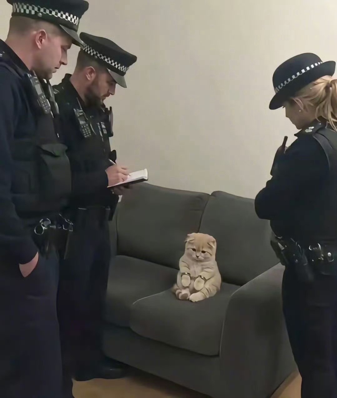 放开那只猫咪