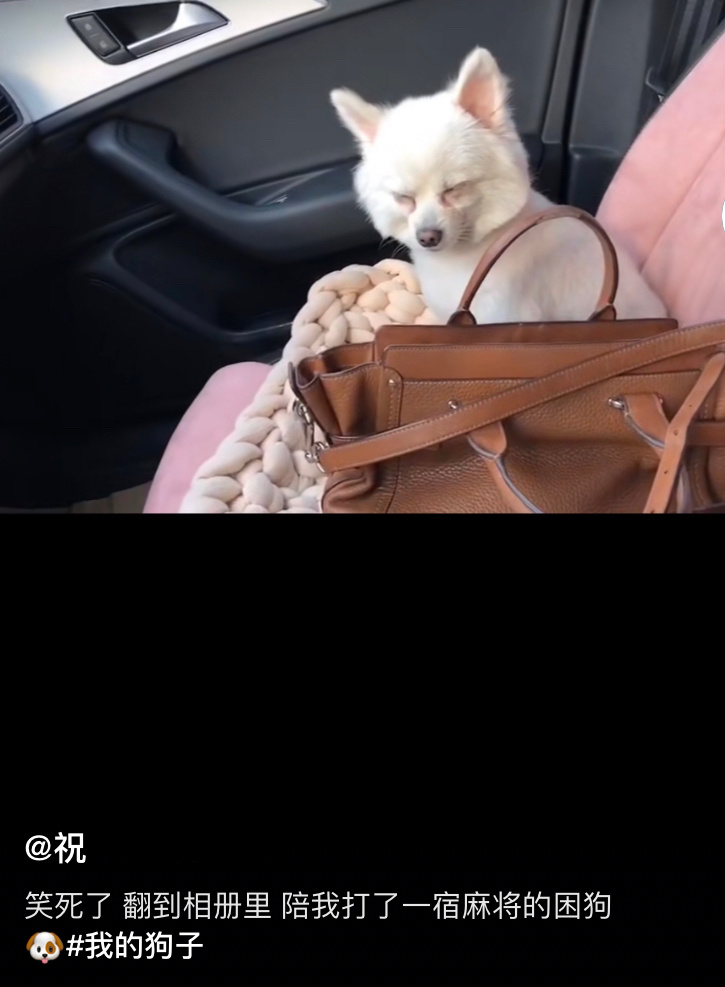 原来“困成狗”并不是夸张说法…小狗熬夜也会有黑眼圈噢[doge] ​​​
