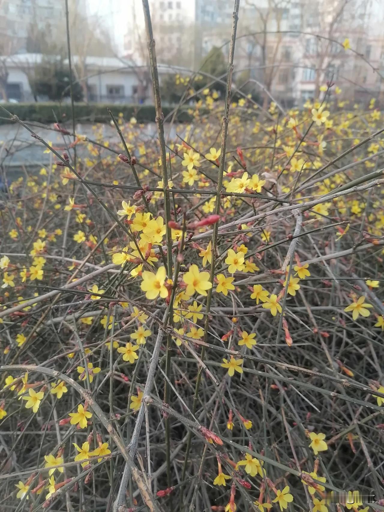 今天是三月九日星期天，早安！
春为首，情如酒，蓦然回首，一载又是春开头。看到这河