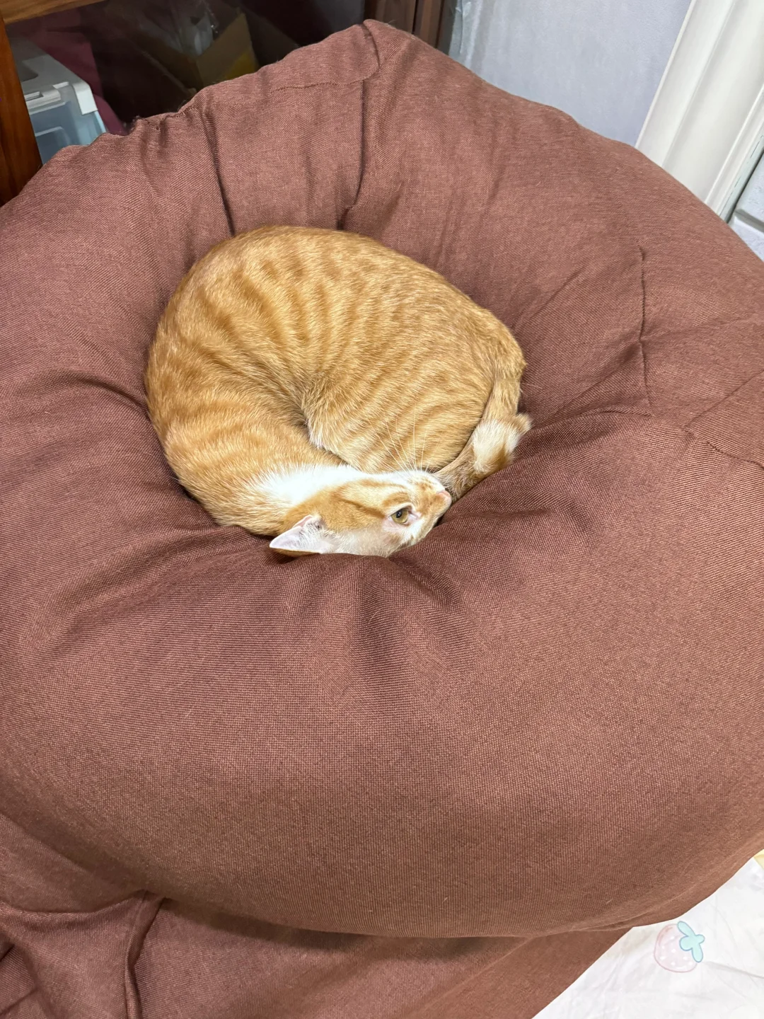 养橘猫好，在家就能看月亮
