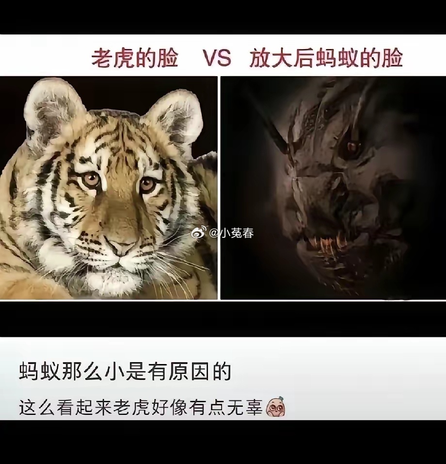 这么一对比，老虎竟然都变得可爱起来了呢！ 