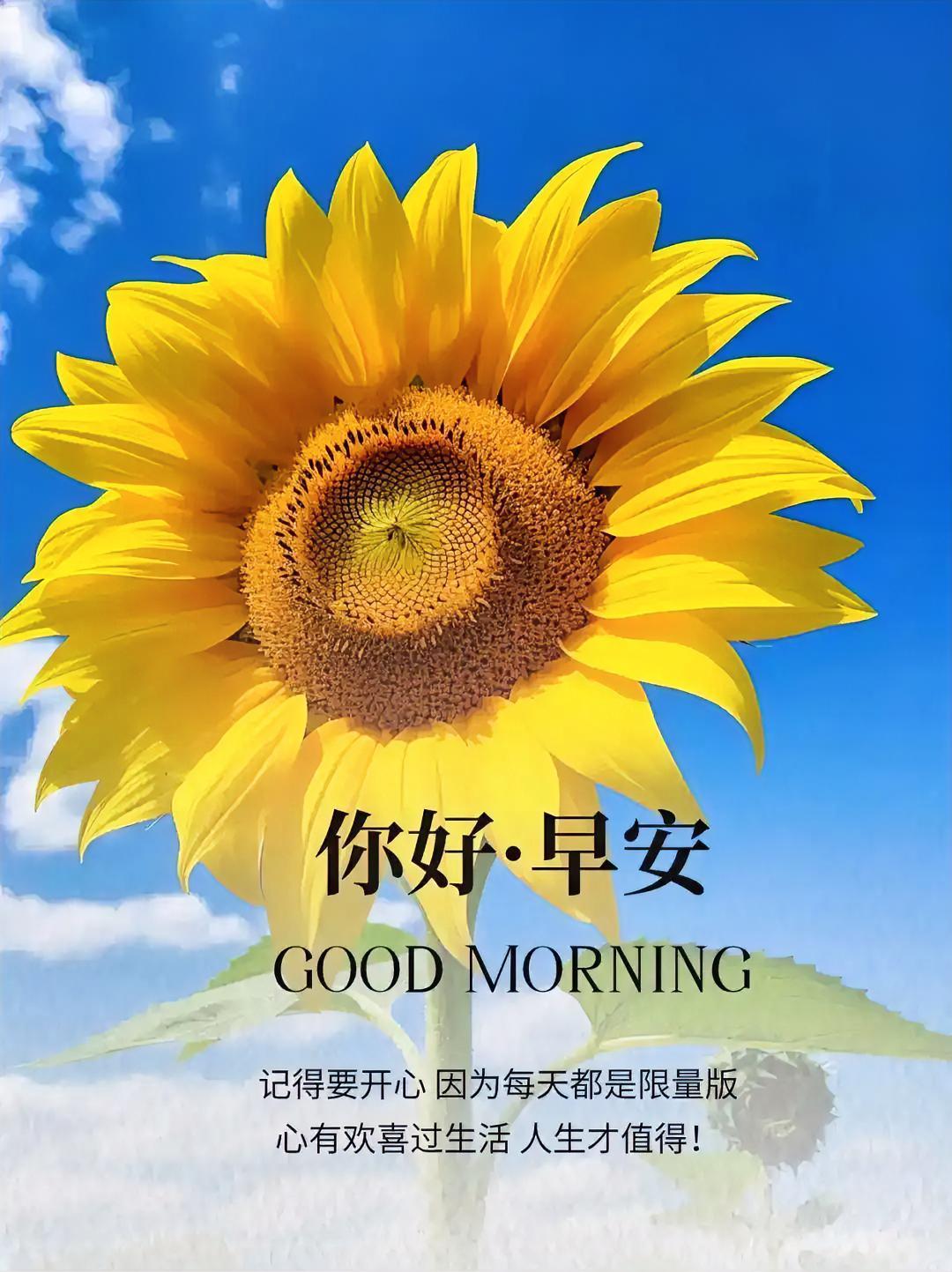 清晨蓄力，今日闪闪发光✨
打卡早安吉祥心语 
早安心情美好分享