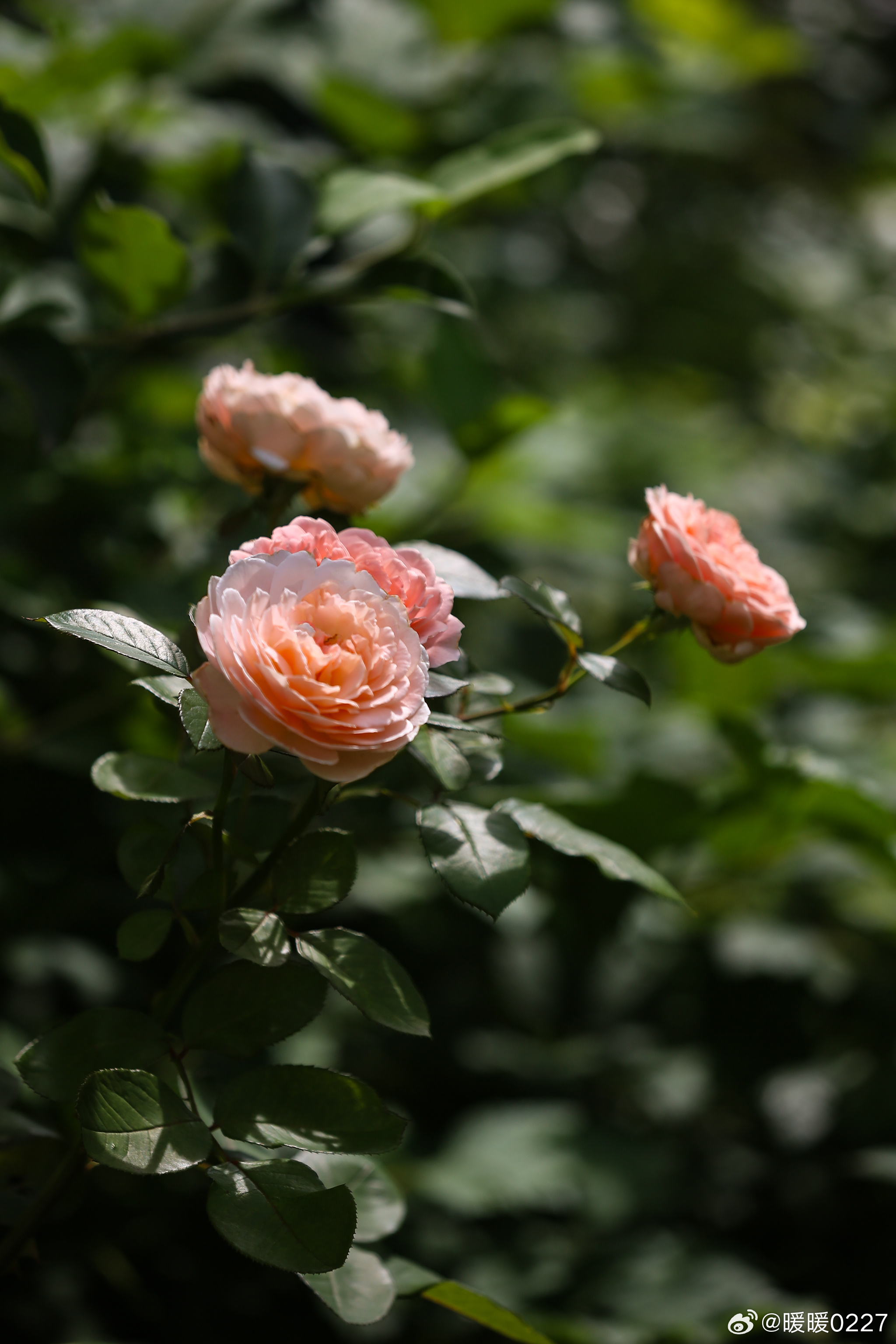 今日份花园，七月下，开的花儿少了。圆锥绣球堪为颜值担当，树百合花期比我想的还长些