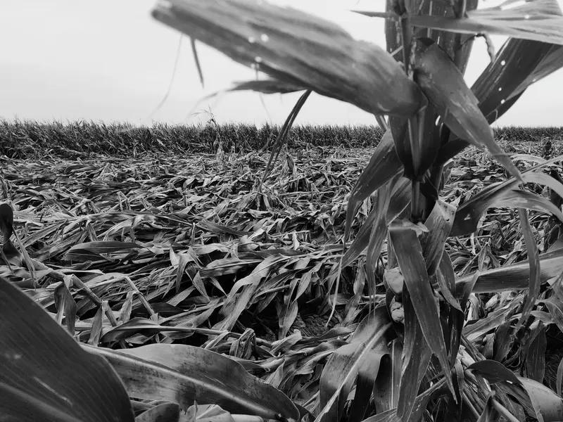 苍天有泪化成雨，诚邀下联大地无雨稼难收
