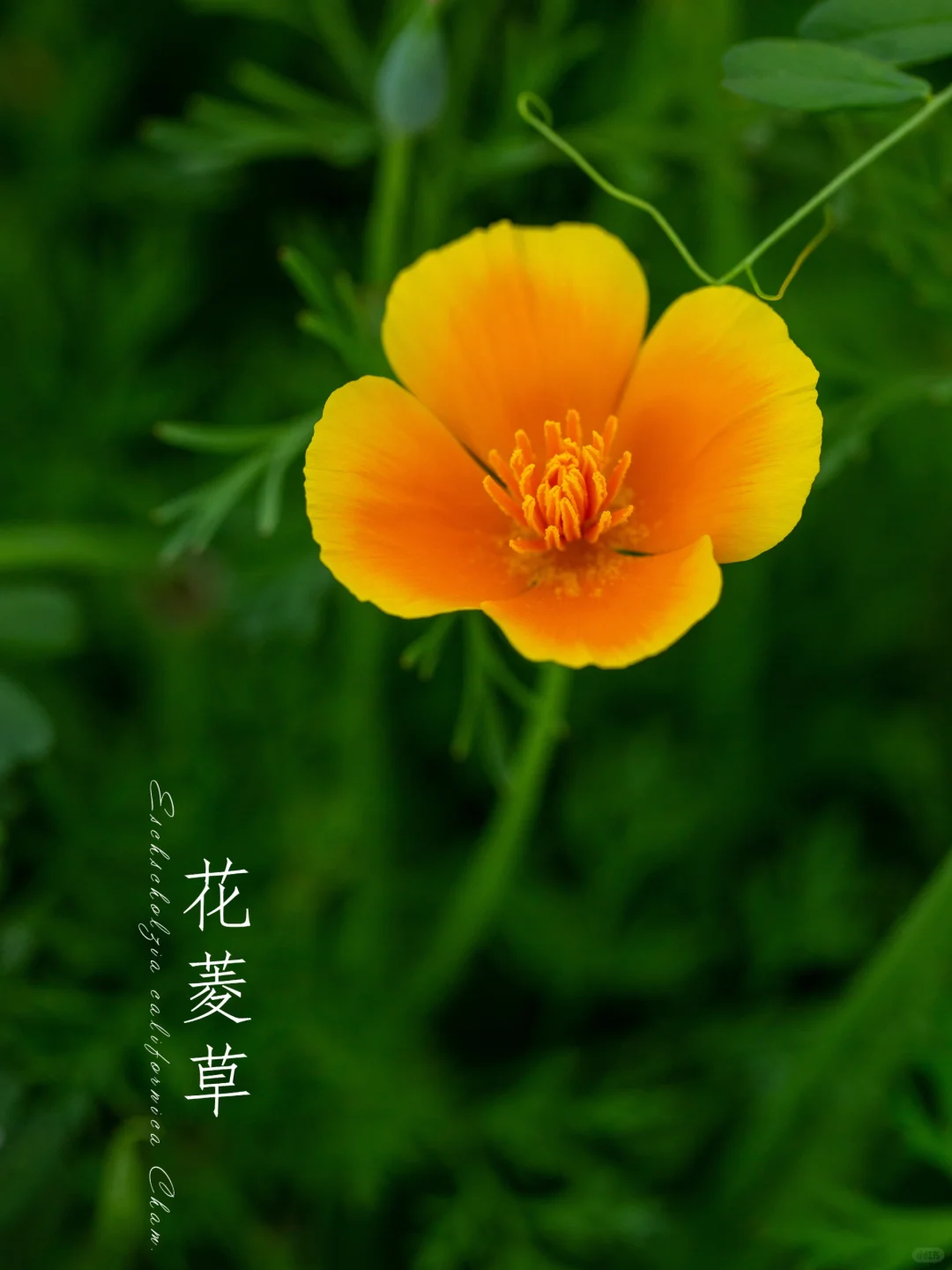 花菱草（Eschscholzia californica Cham.）