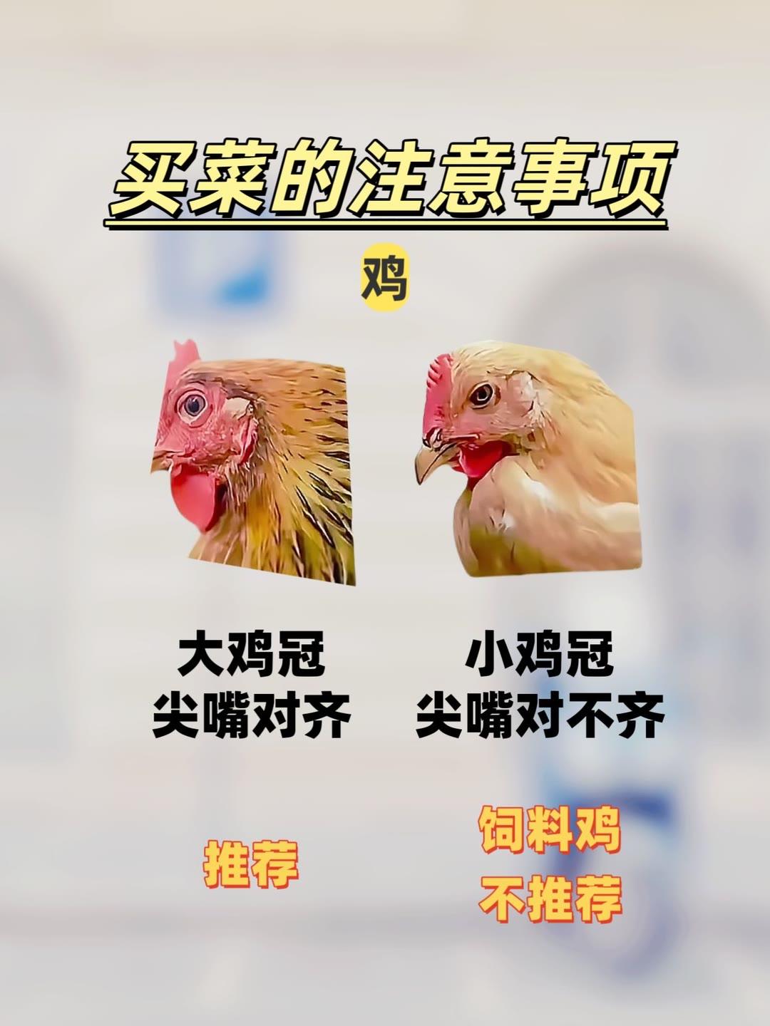 给大家分享一些买菜小技巧吧下蛋了的鸡 黄鸡公鸡 黄鸡公鸡 ⽕鸡 ⽕鸡 ⽕鸡 窗台