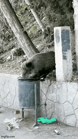 “八戒”一点都不笨，不光是吃，还霍霍人。