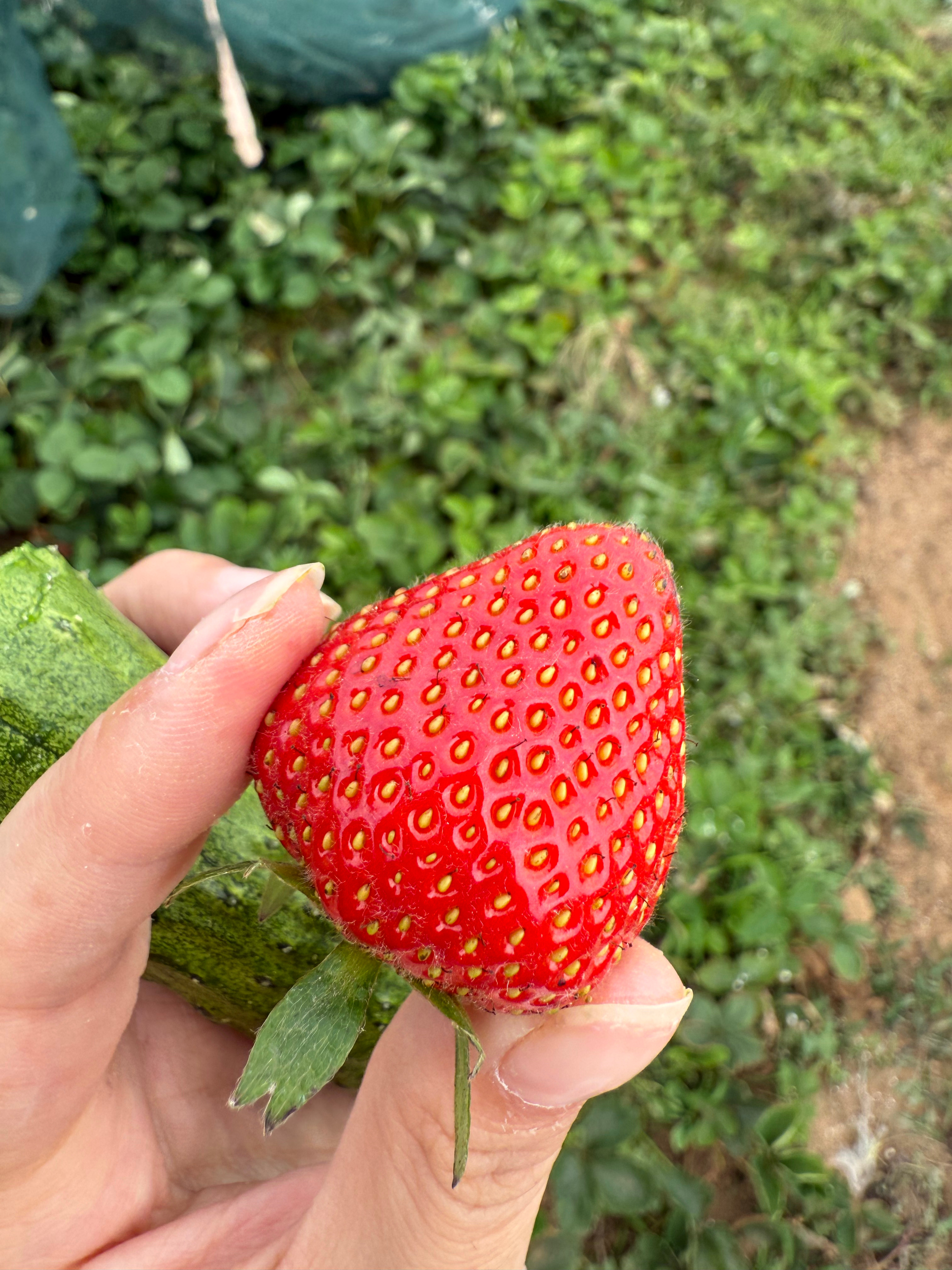 我爸爸的花果山 