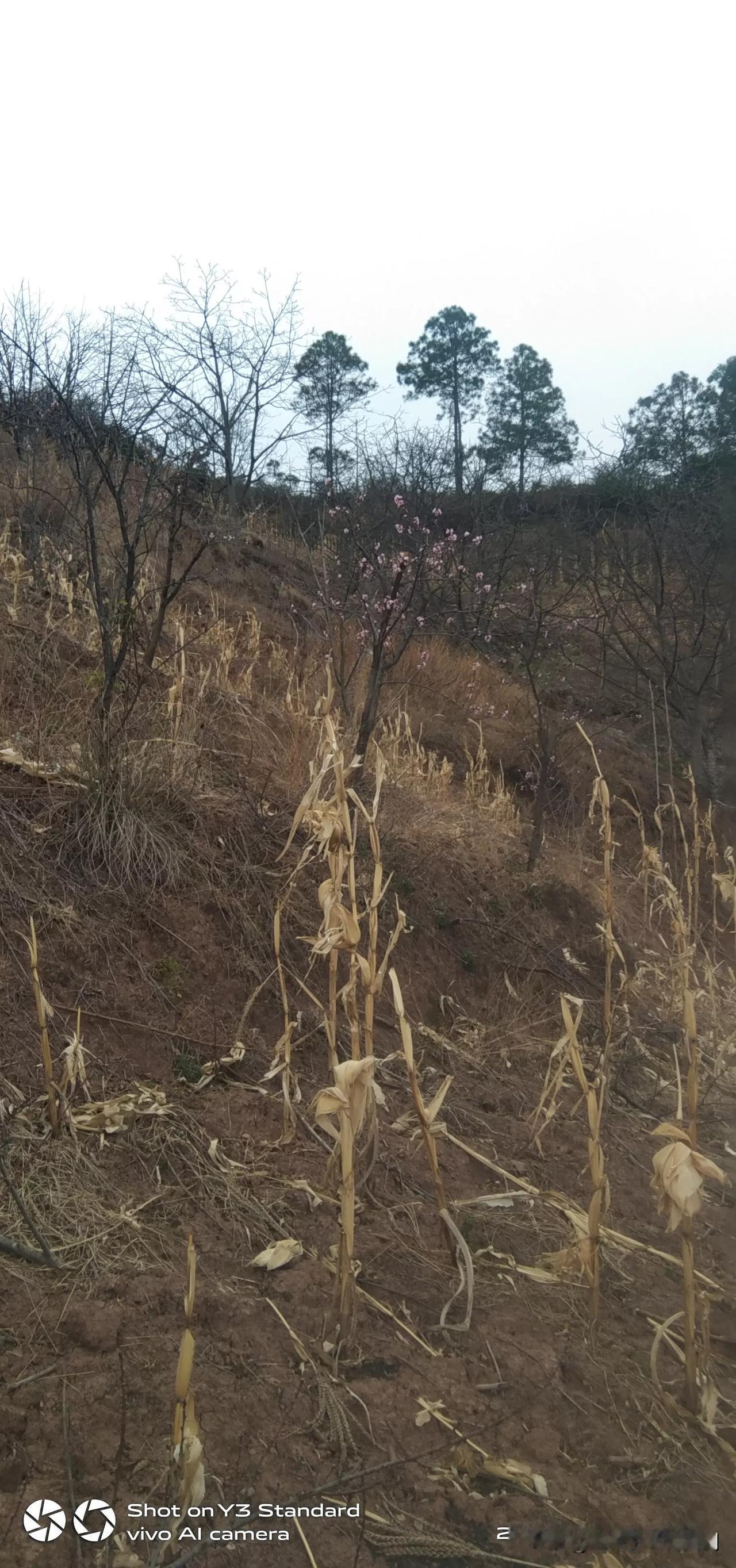 冬桃树也开花了。没有时间去，帮桃树松松土，古语说的好，针无两头尖，很多农活都做不