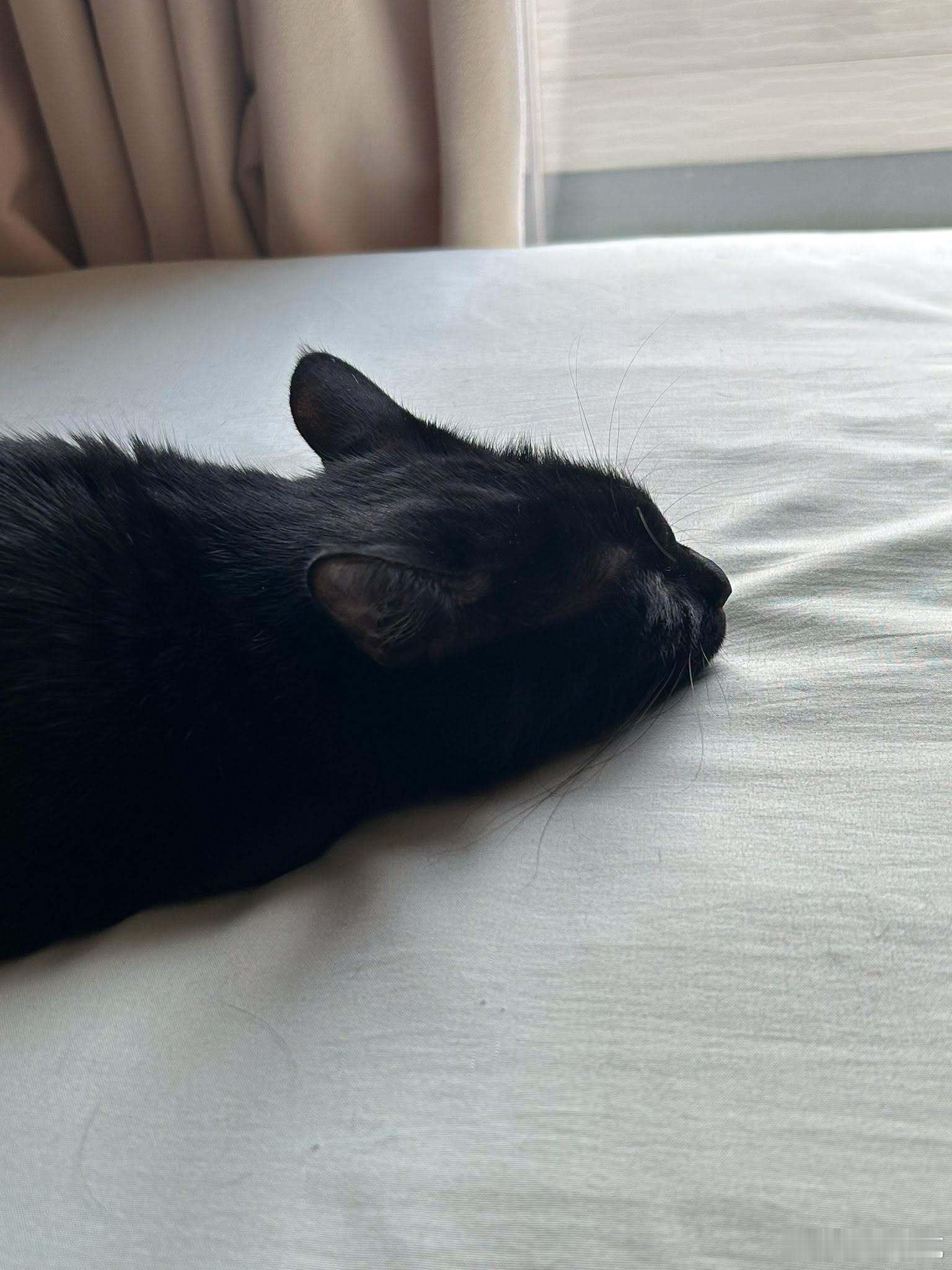 发现了一只扁扁的猫[喵喵] ​​​