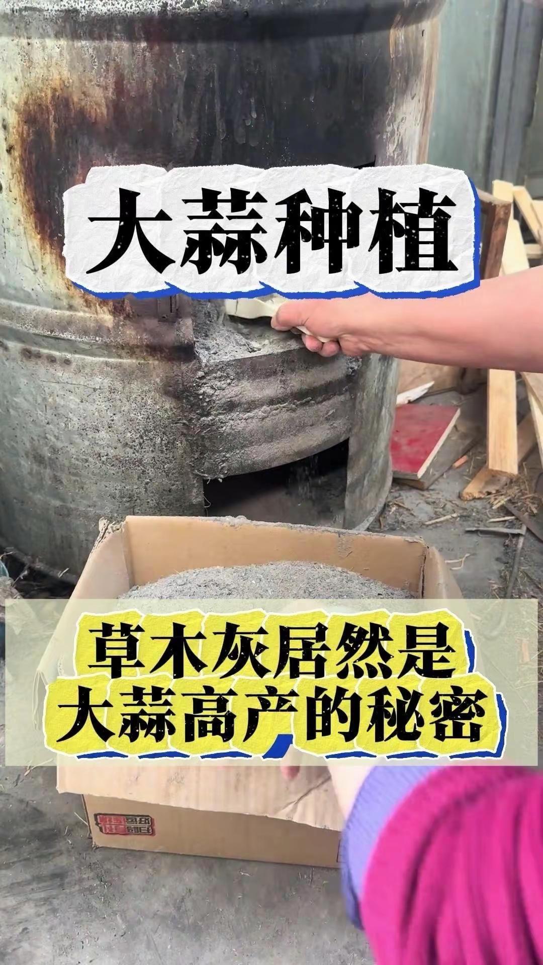 🌱草木灰种大蒜，高产秘诀大公开。以前总嫌草木灰麻烦，现在才知道它是大蒜高产的密