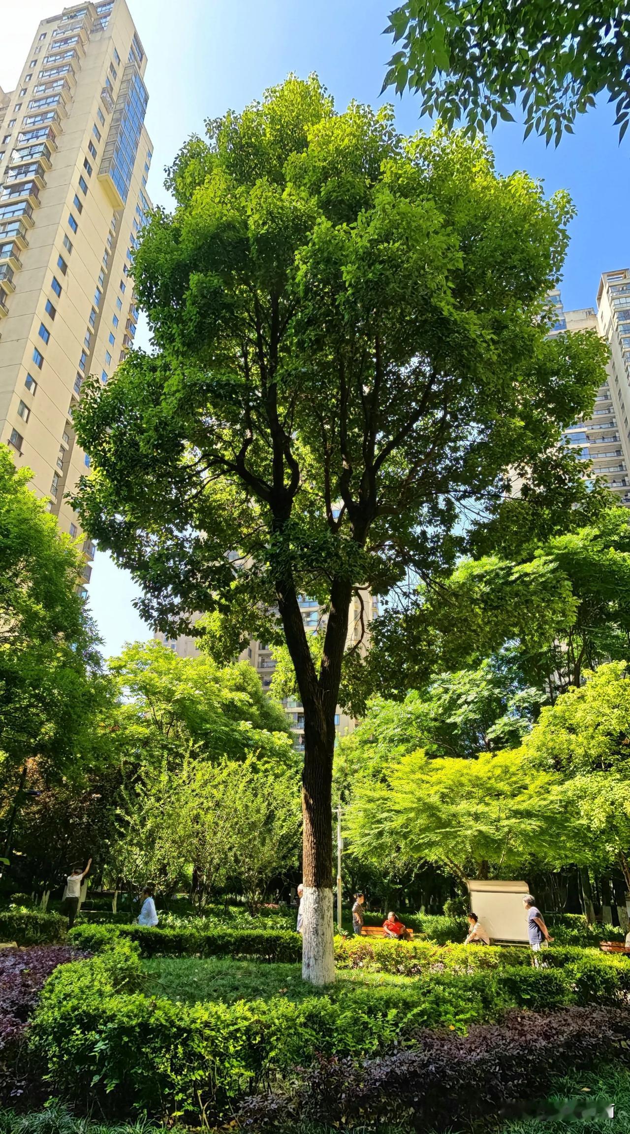 我家门前有一棵高高大大的丫叉树，树型优美，长得枝繁叶茂，郁郁葱葱，生机盎然。