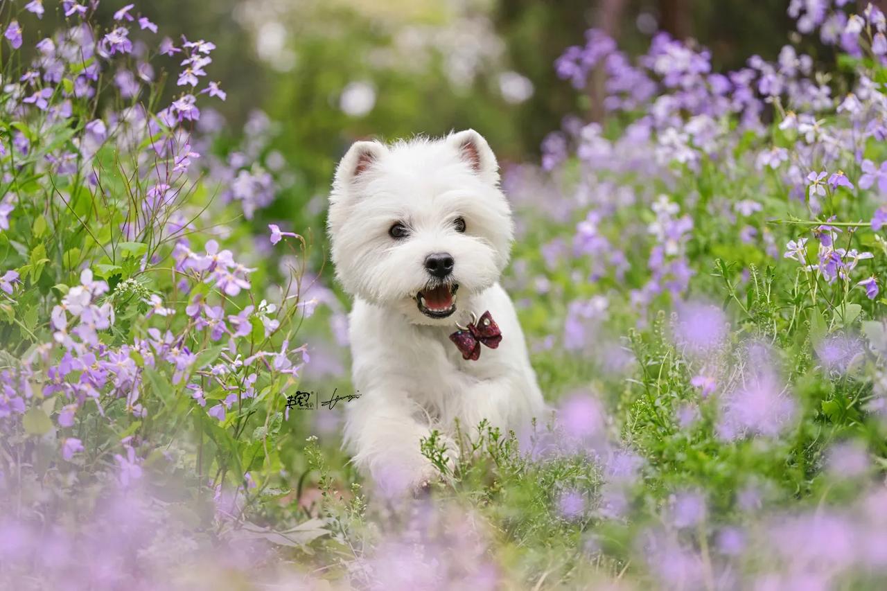 西高地有多可爱
花季就有多美😍
【春季拍摄】