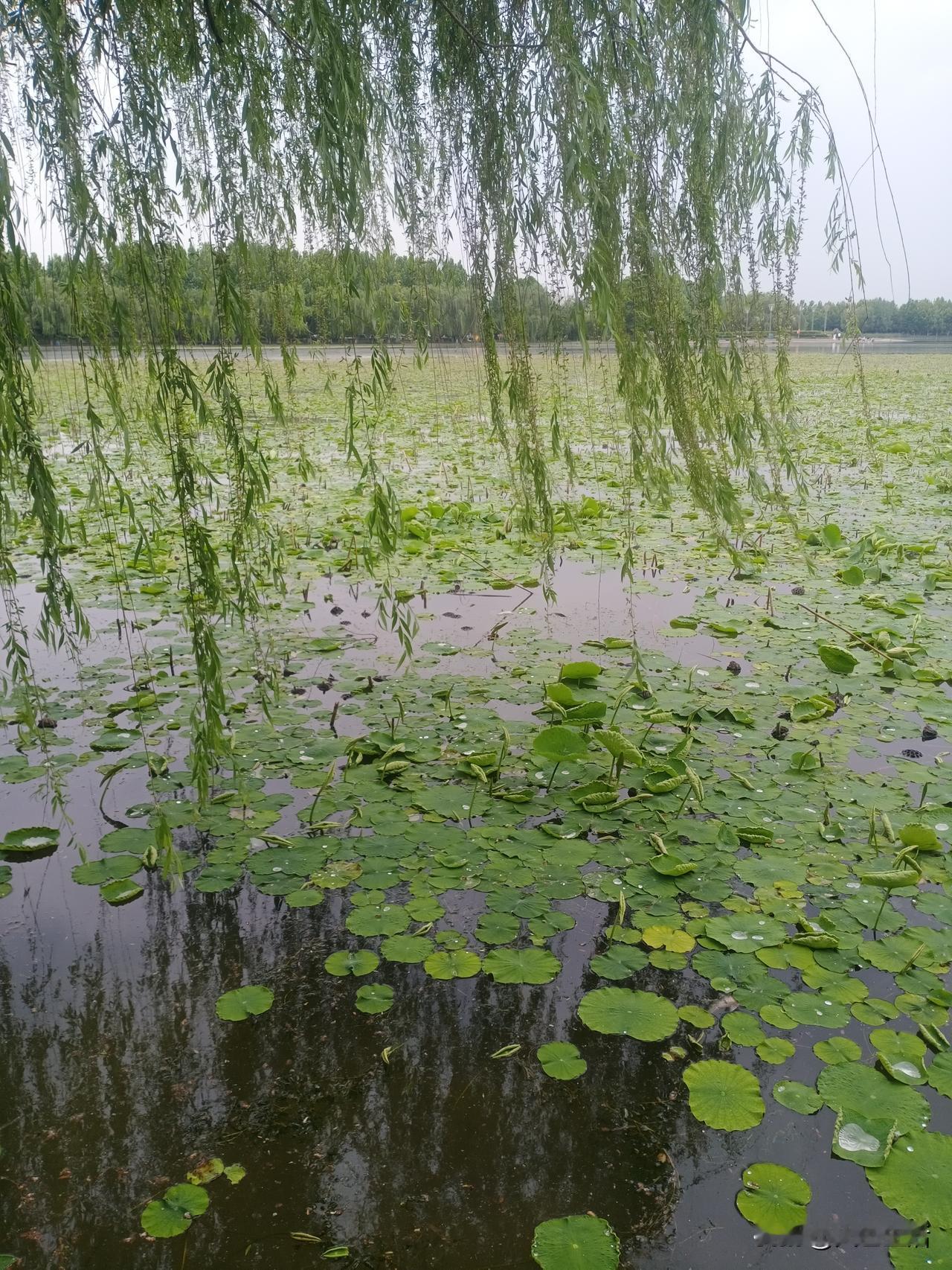 人之难伏，惟在于心，
故明道先修心，修心尚七要，
一曰无心，二曰定心，三曰息心，
