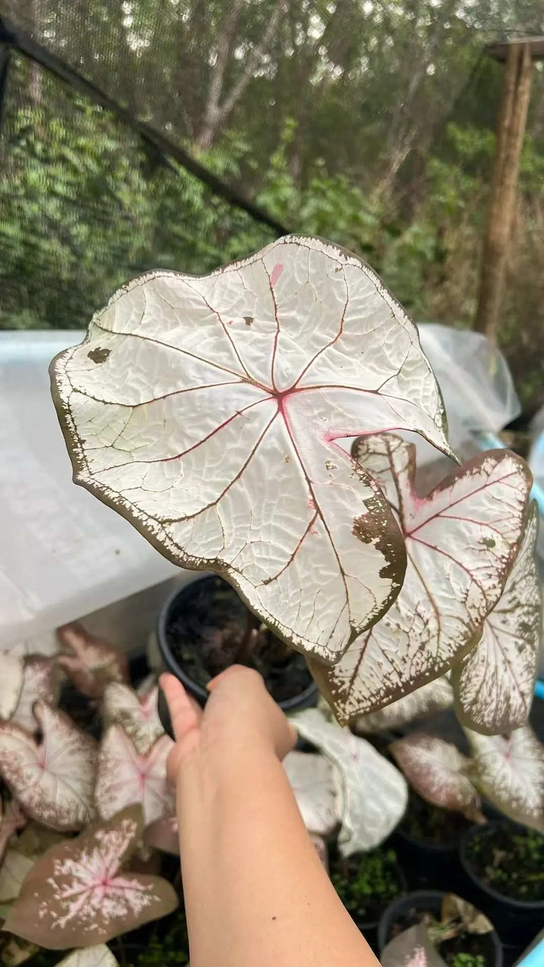 冰沙彩叶芋量拍喜欢上车