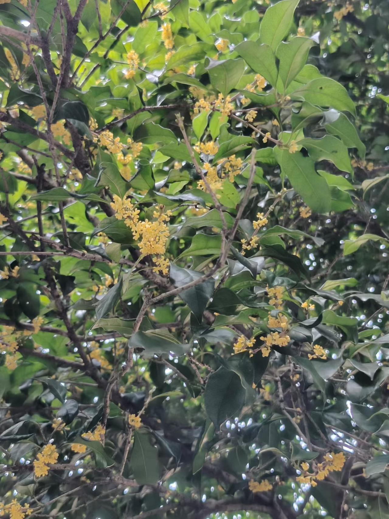 杭州即将迎来满城桂花香，
自9月16日少儿公园“第一桂”开花，
各处的桂花开花进