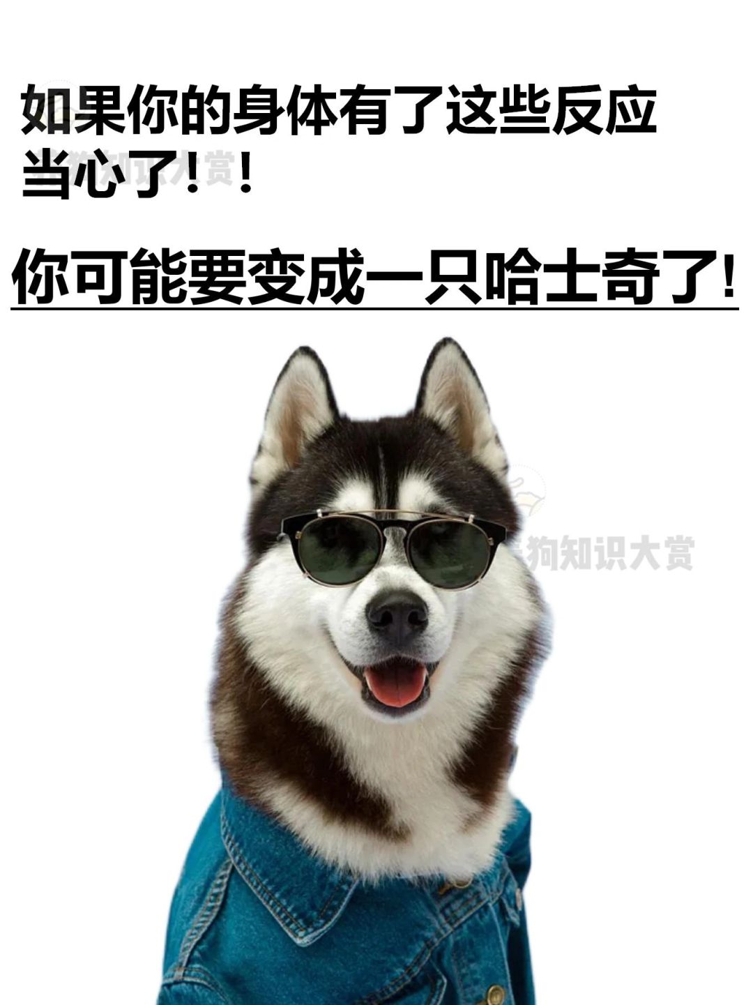 小心‼️你可能要变成一只二哈了！