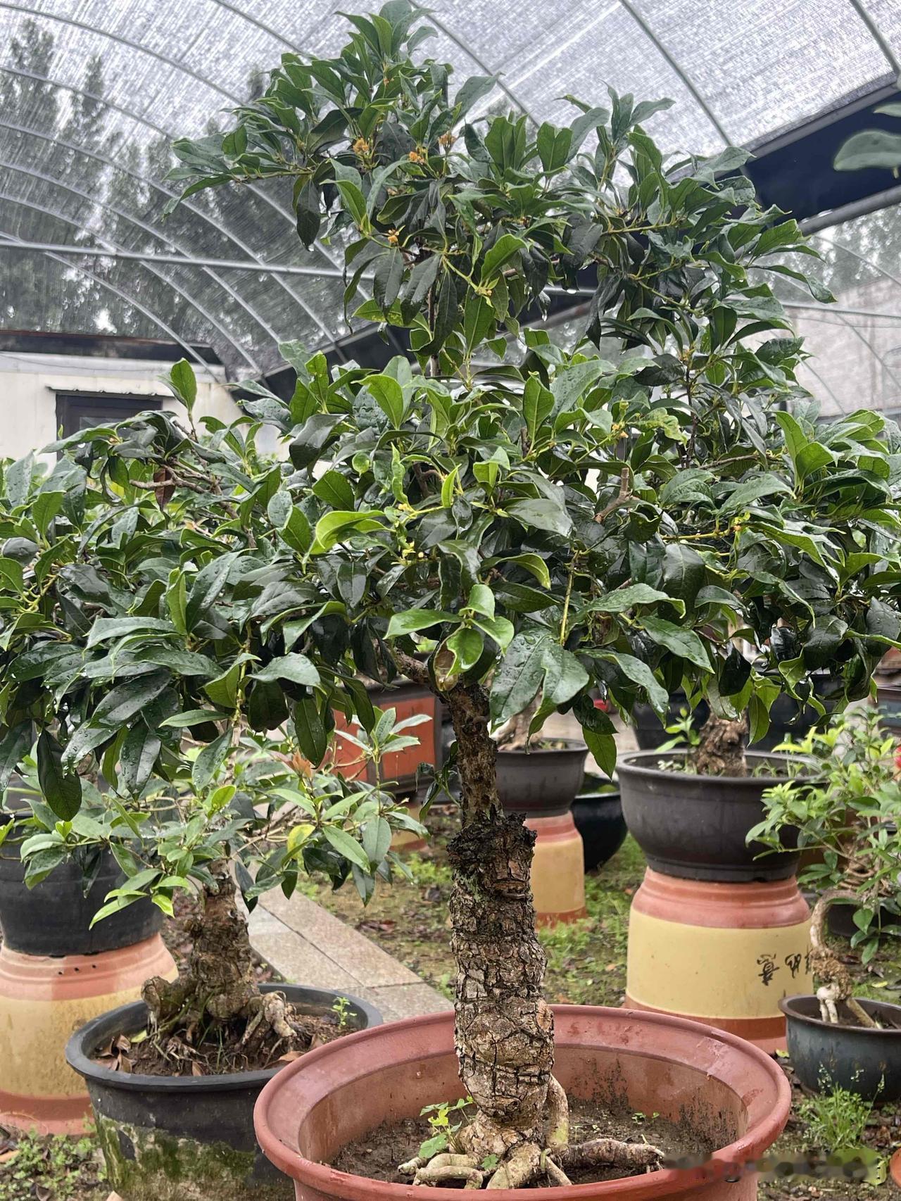 桂花树浇井水好吗可以的，我们的桂花都是井水浇的，井水有点弱碱，北方的桂花用流苏嫁