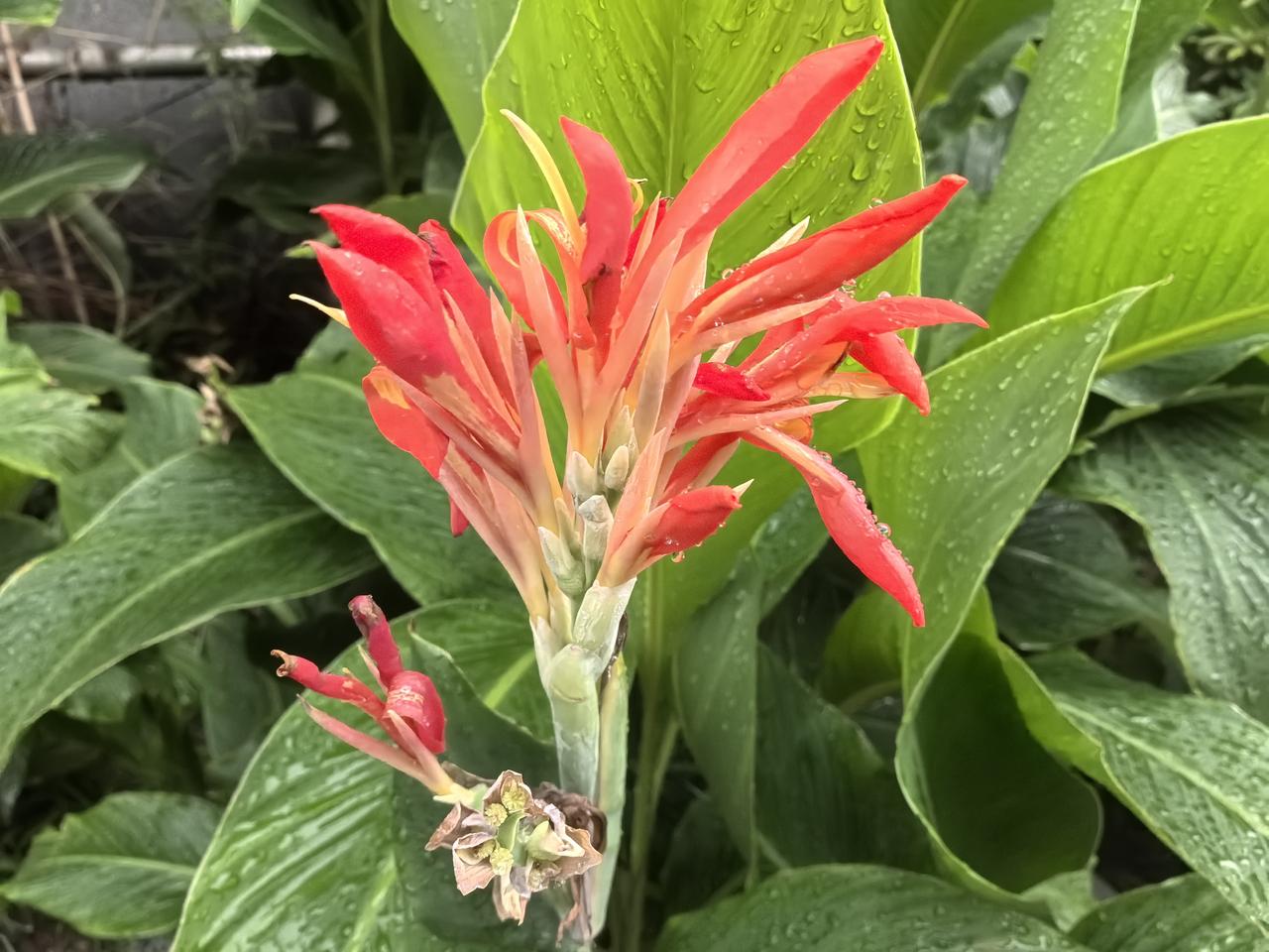 分享一张我随手拍的花，是路边的小雏菊。当时阳光正好，轻柔地洒在花瓣上，氛围感直接