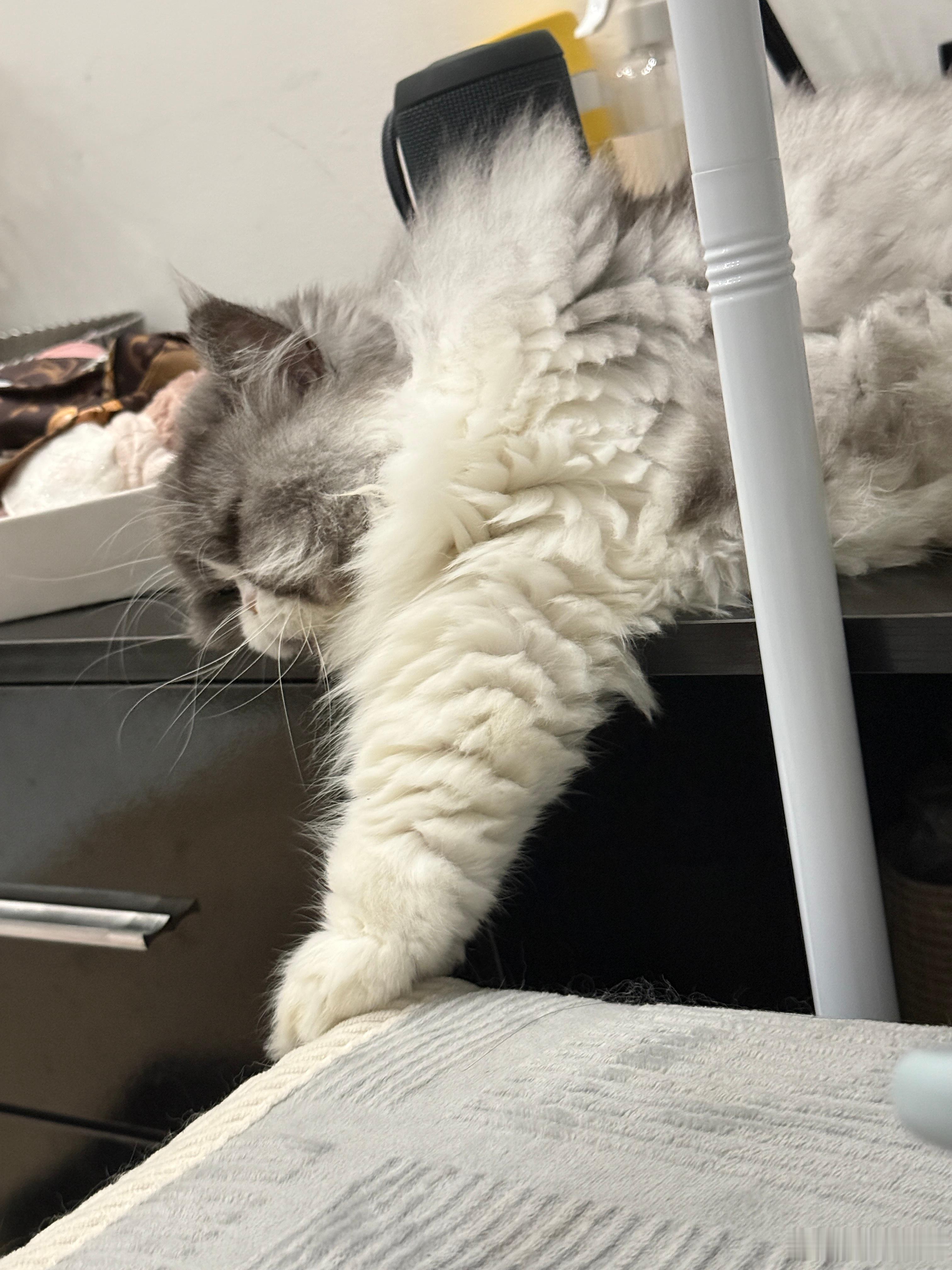 小猫碎片，养养号 