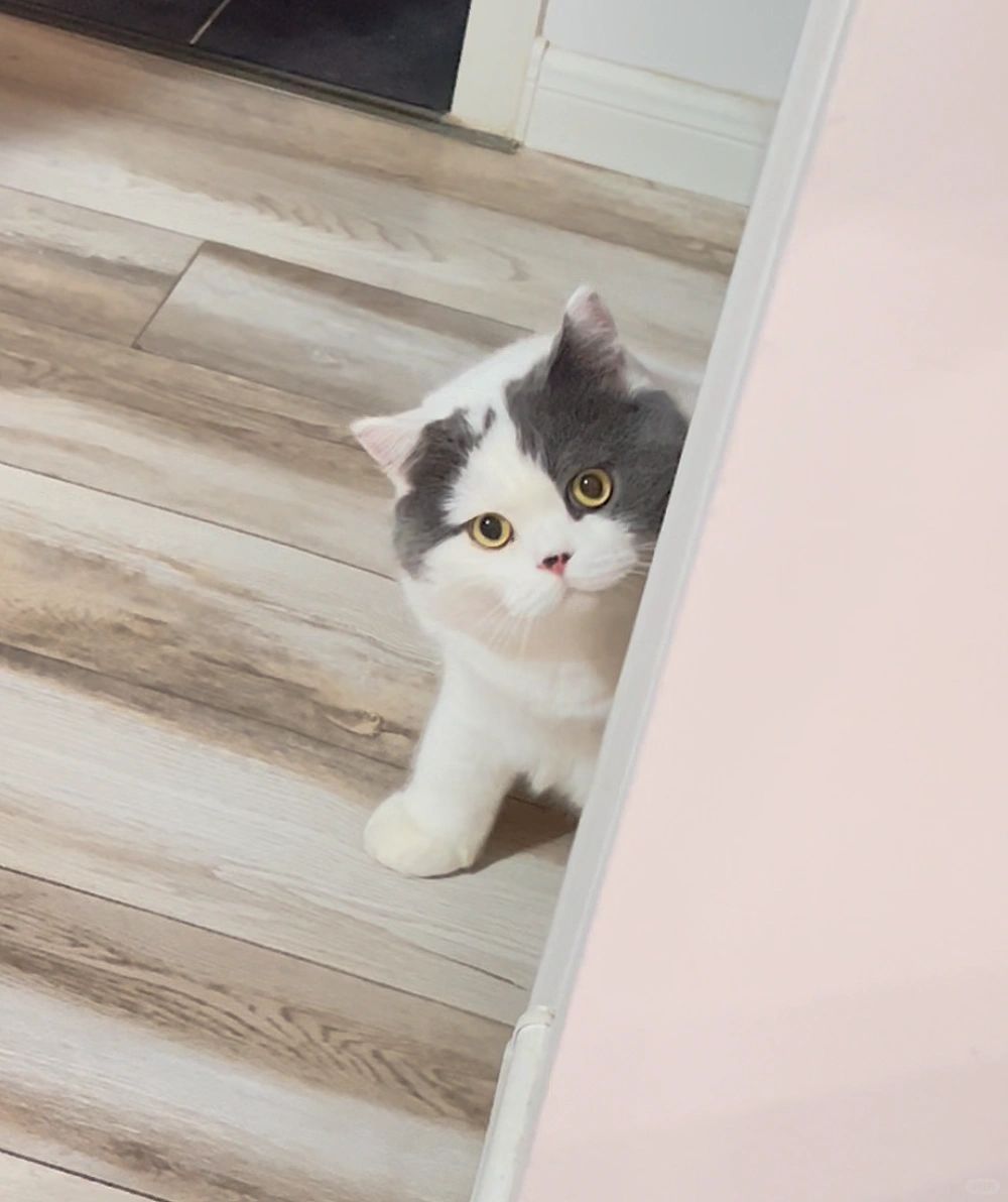猫猫我看看哪个姨姨在偷看我👀