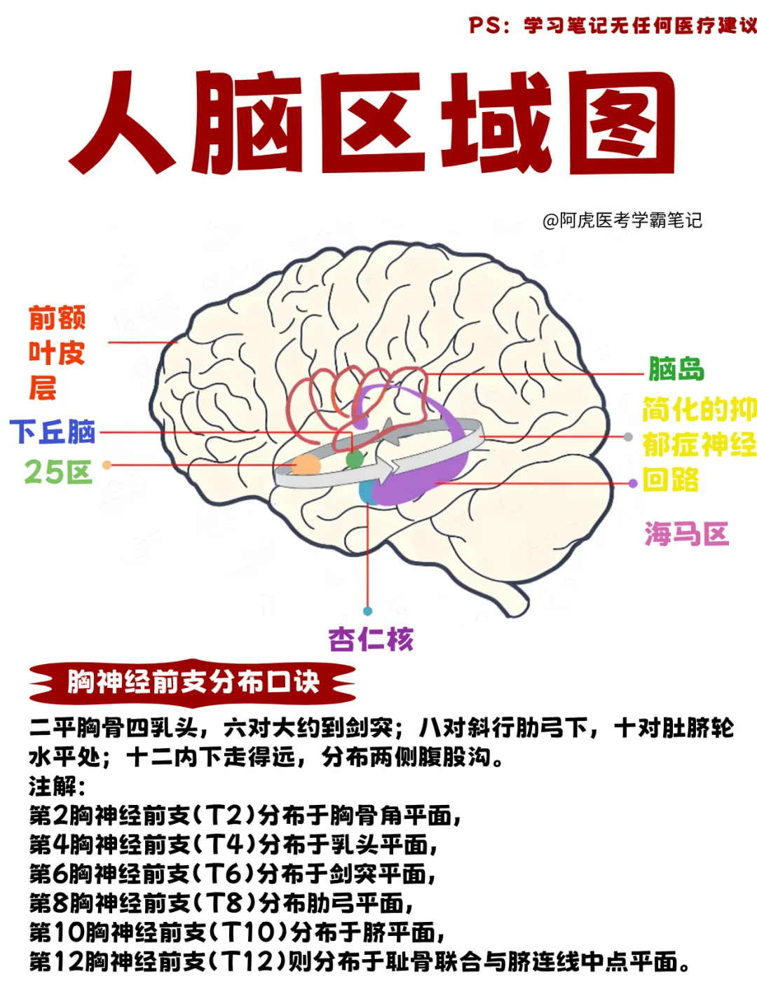 医学生笔记📒｜人脑区域图👆