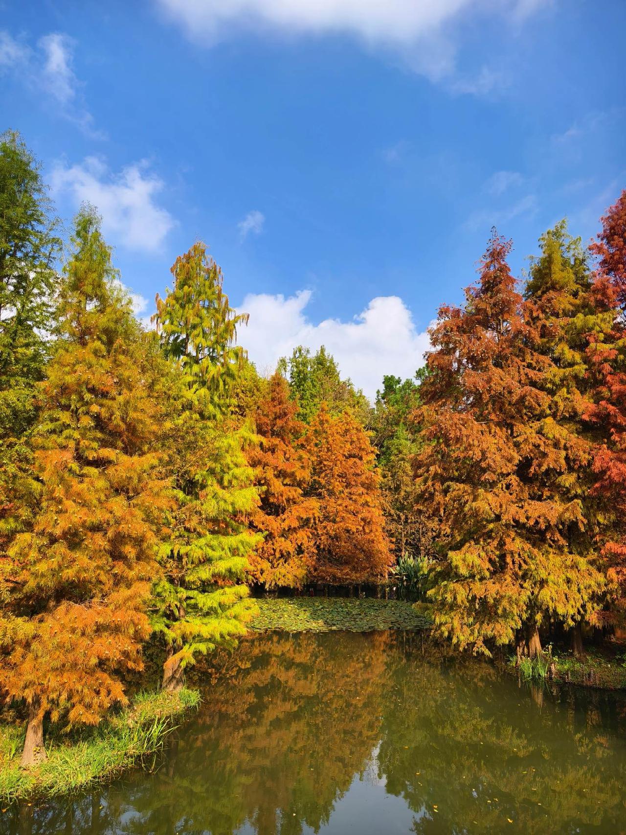 其实南京不仅有春天，南京的四季都非常的美，秋季也非常的漂亮，猜猜看这是在什么地方