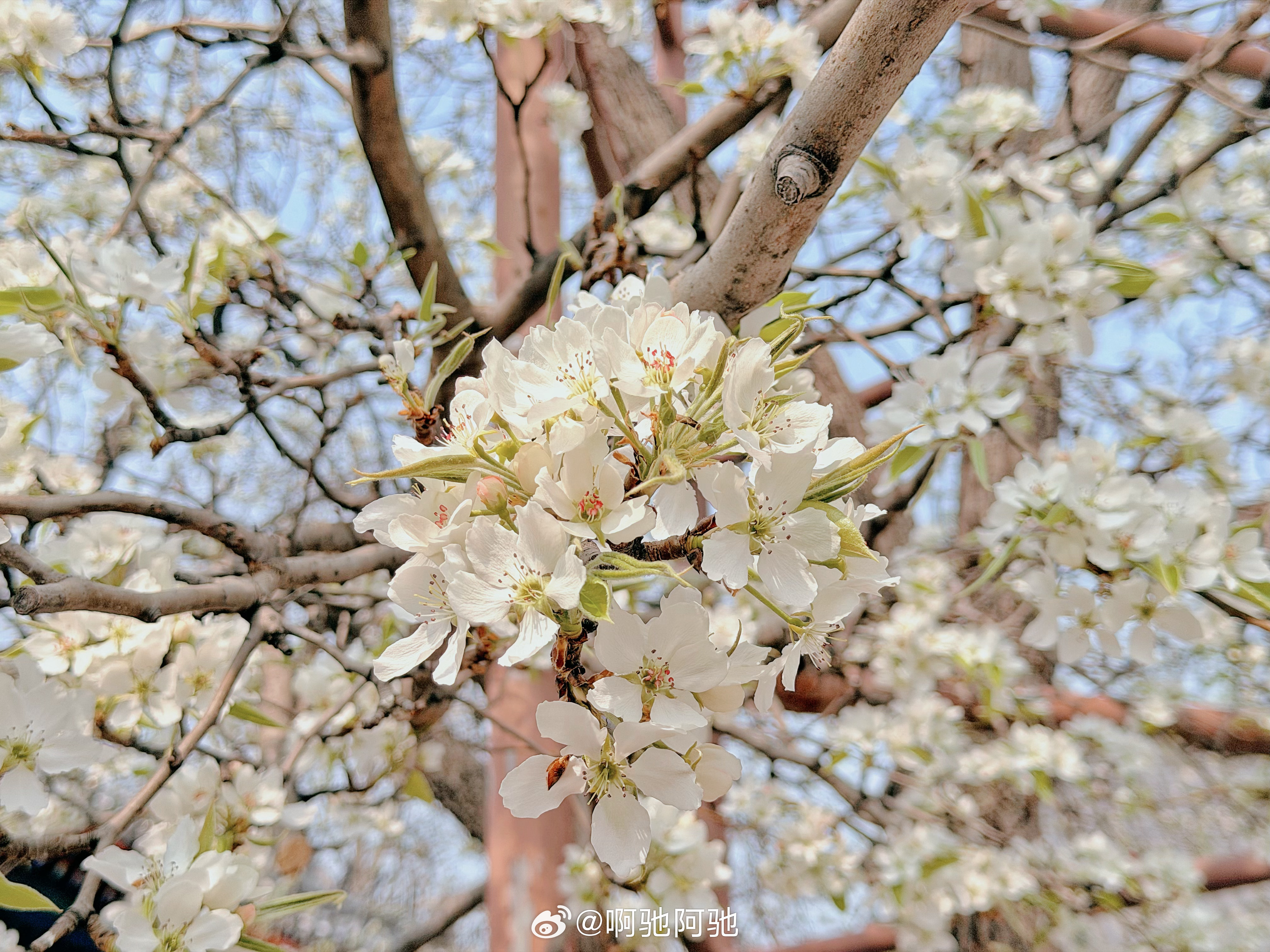 收集北京的春天🌸智化寺的梨花开了一直听闻智化寺的梨花很美，今天凑巧在附近就去看