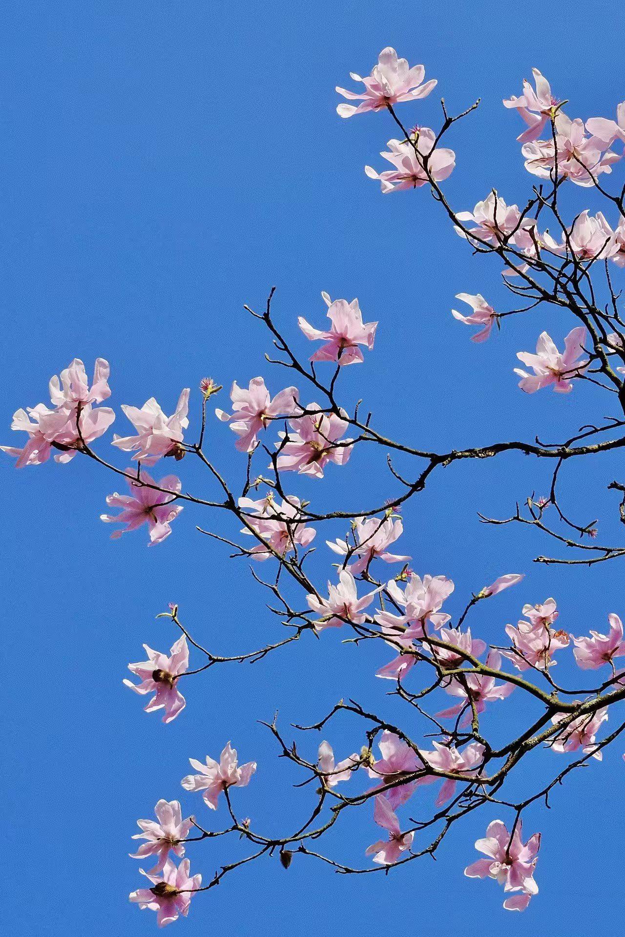 （手机随拍）
末春如花……
